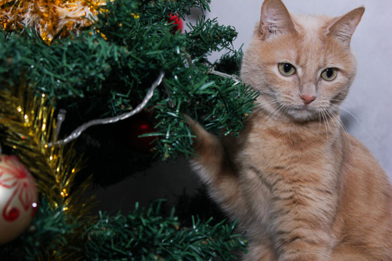 Cat-Safe-From-Toxic-Decorations