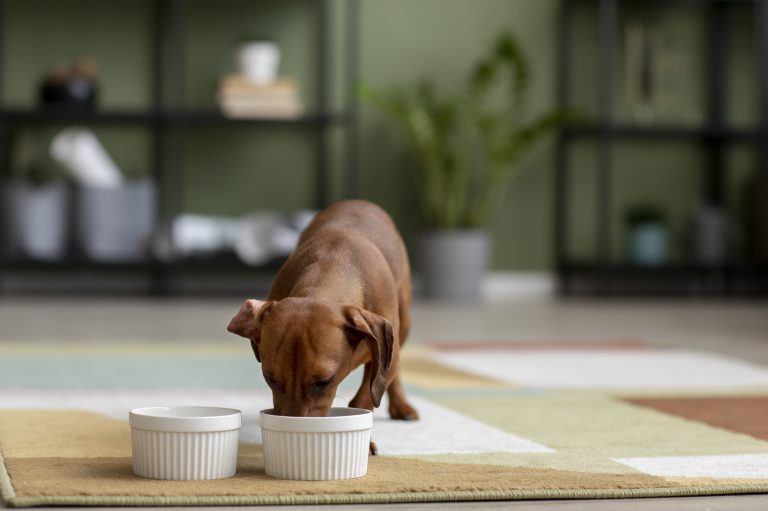 Dog Food Containers