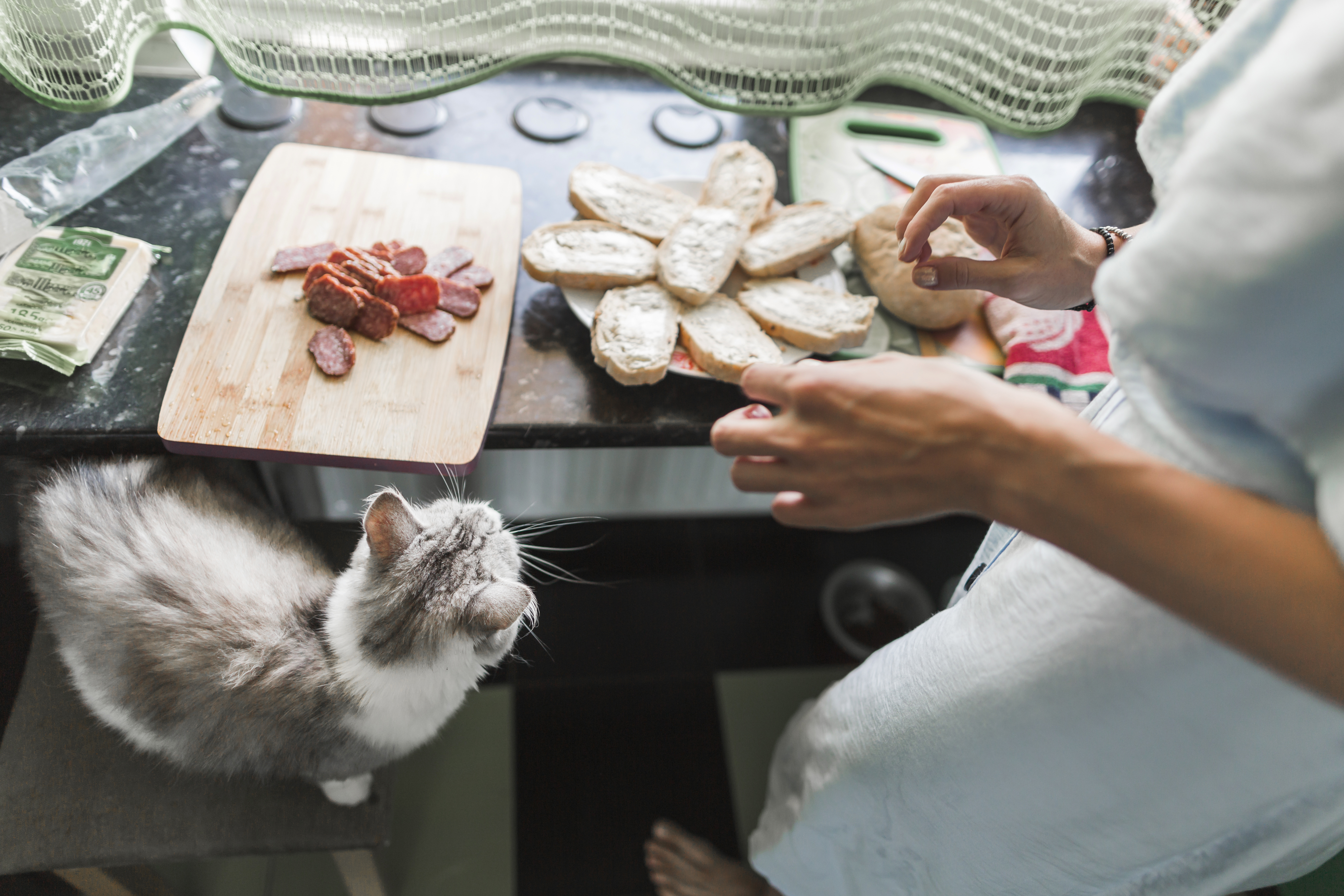 The Truth About Holiday Foods: What’s Safe and What’s Not for Cats