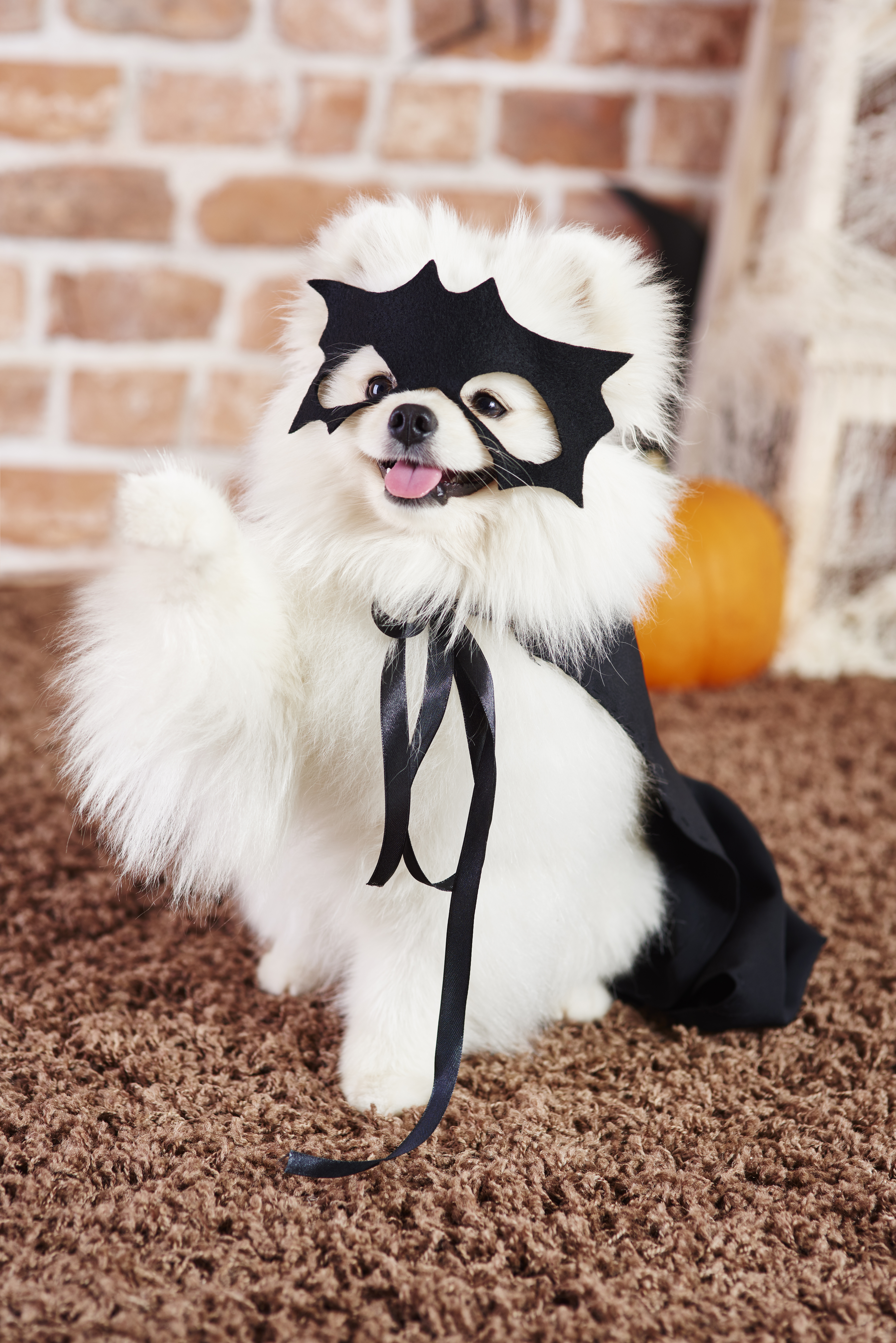 revent Your Pet From Getting Lost On Halloween