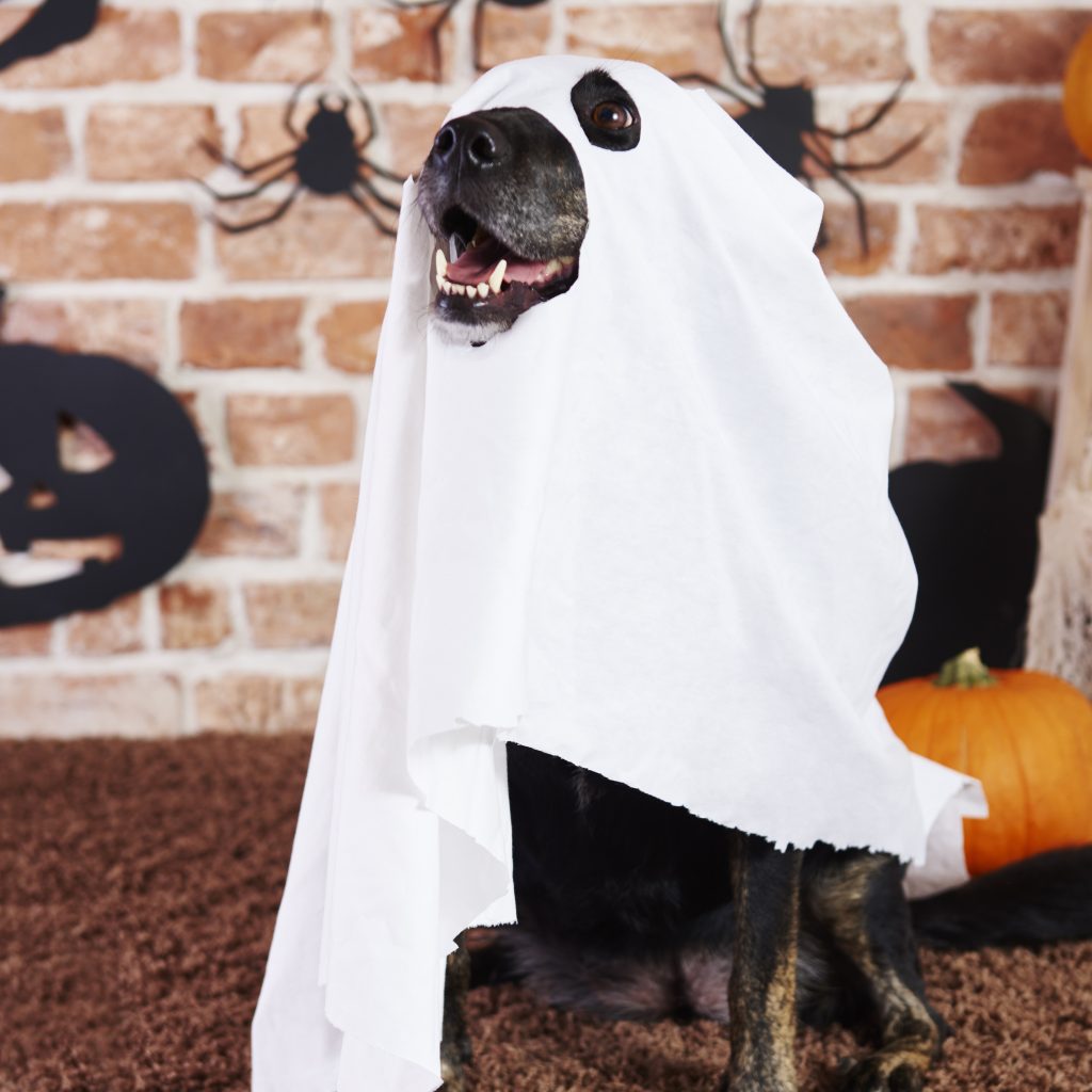 Safe and Spook-Free Halloween for Your Pet