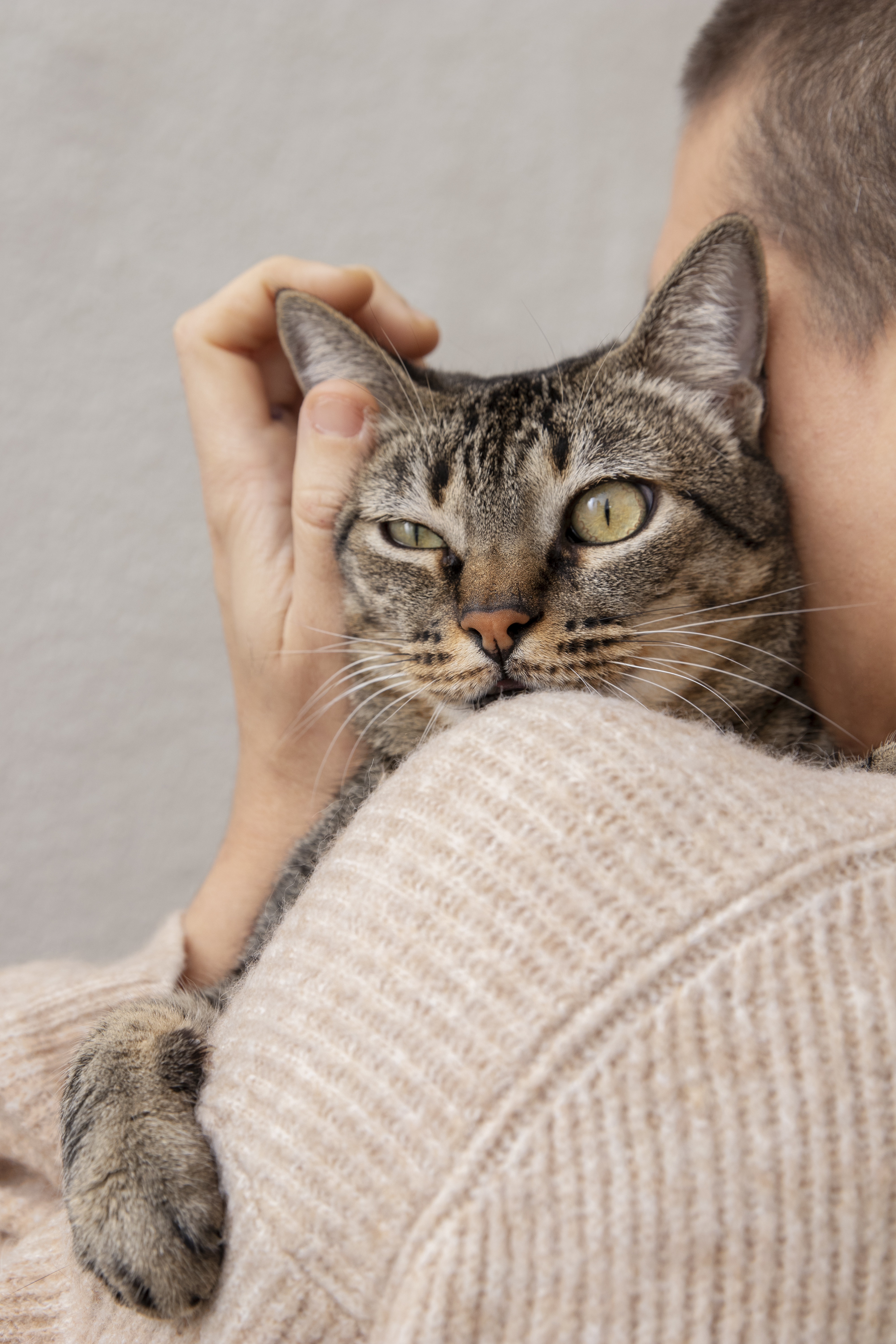 Seasonal Affective Disorder in Cats