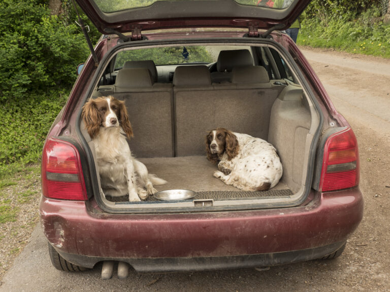 Travel Dog Beds EzPz