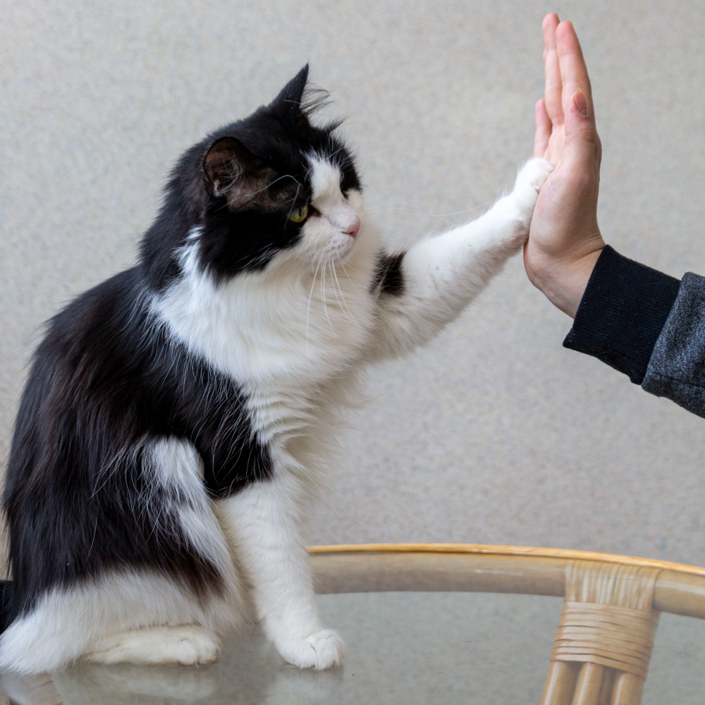 Common Behavioral Issues in Cats