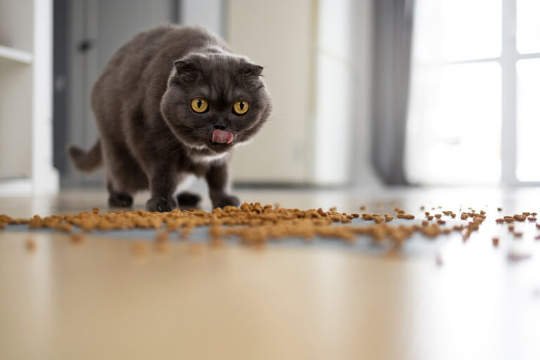 Cat Healthier Diet EzPz