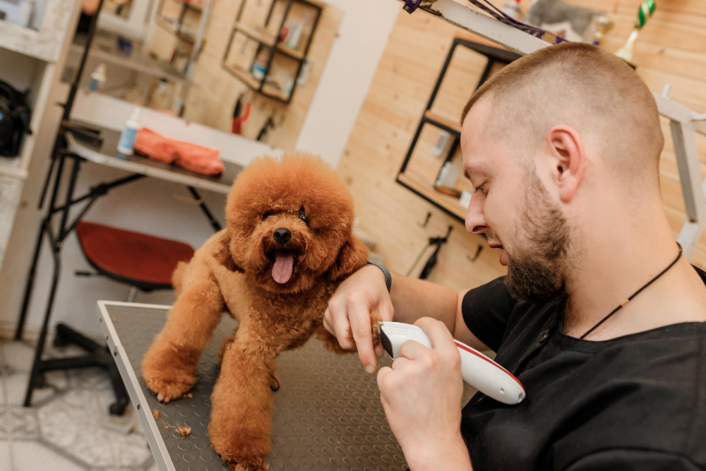 professional grooming sessions near me