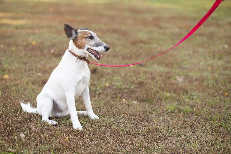 Leash Training