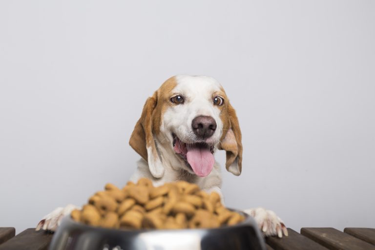 Superfoods To Supercharge Your Pet's Diet