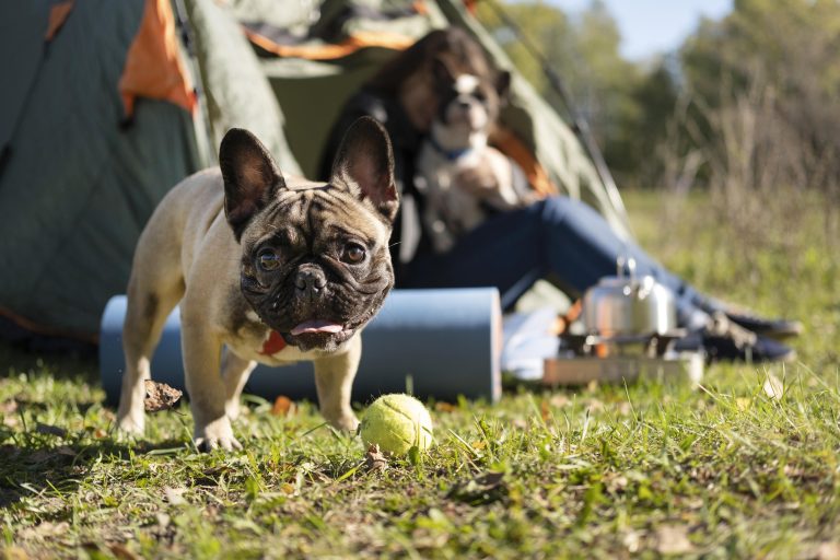 Items For Your Dog’s First Camping Trip