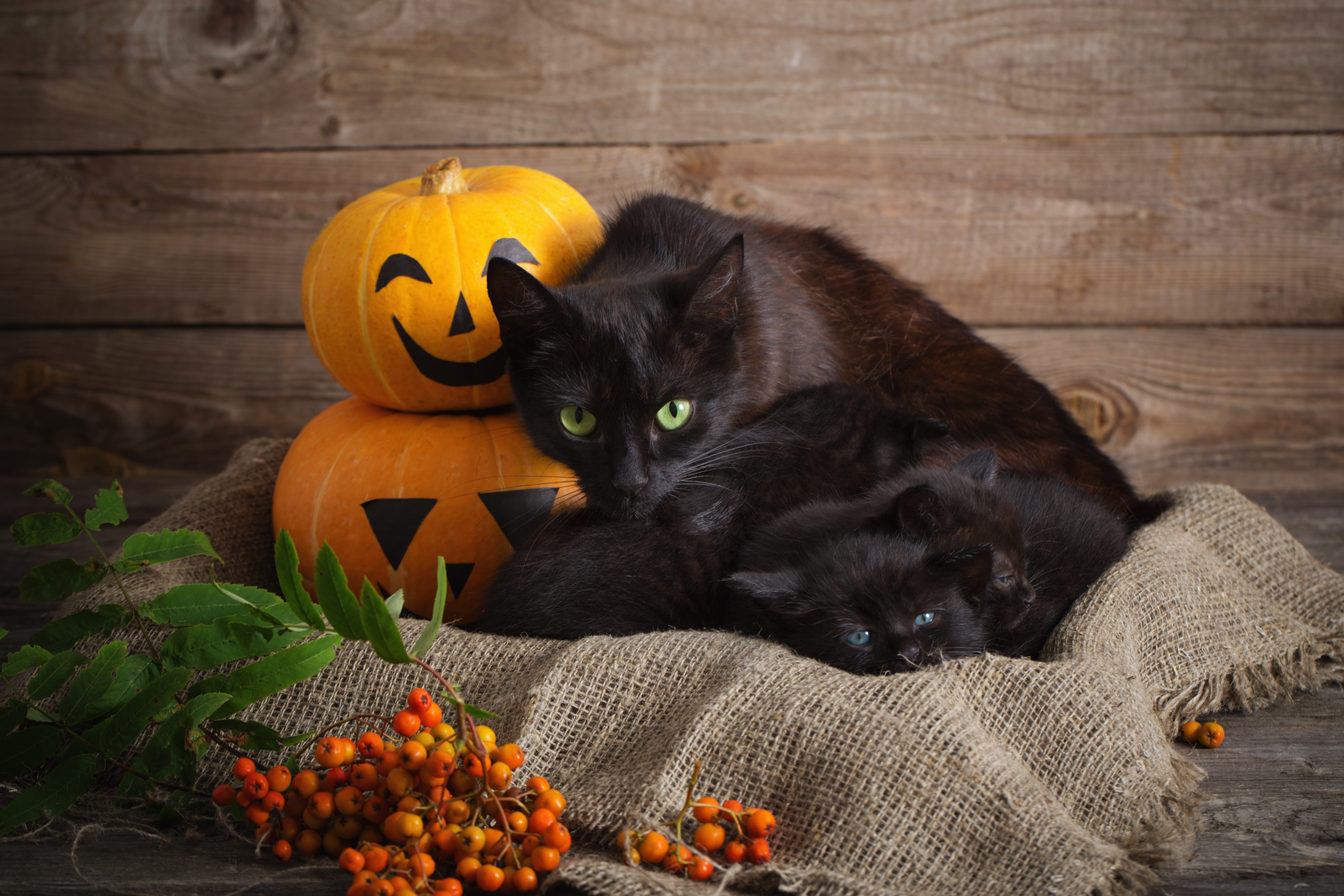 Black Cats Stolen/Adopted on Halloween