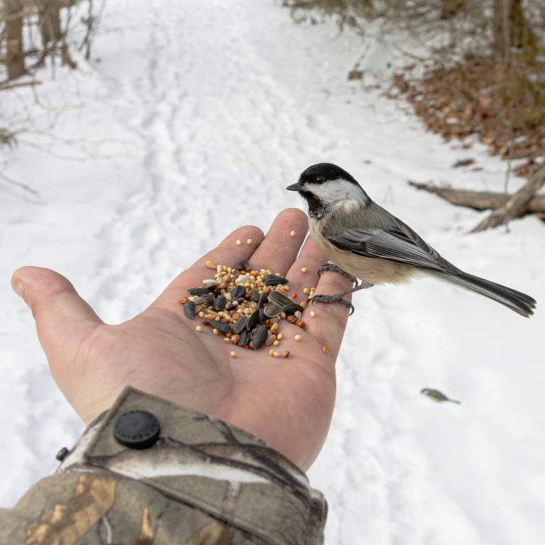 Essential Tips For Feeding Birds In Winter