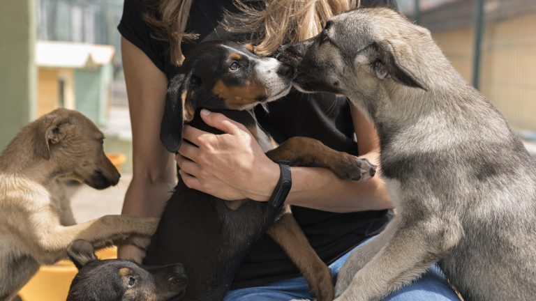 Highlighting The Overlooked: Stories Of Less-Adopted Pets Finding Homes