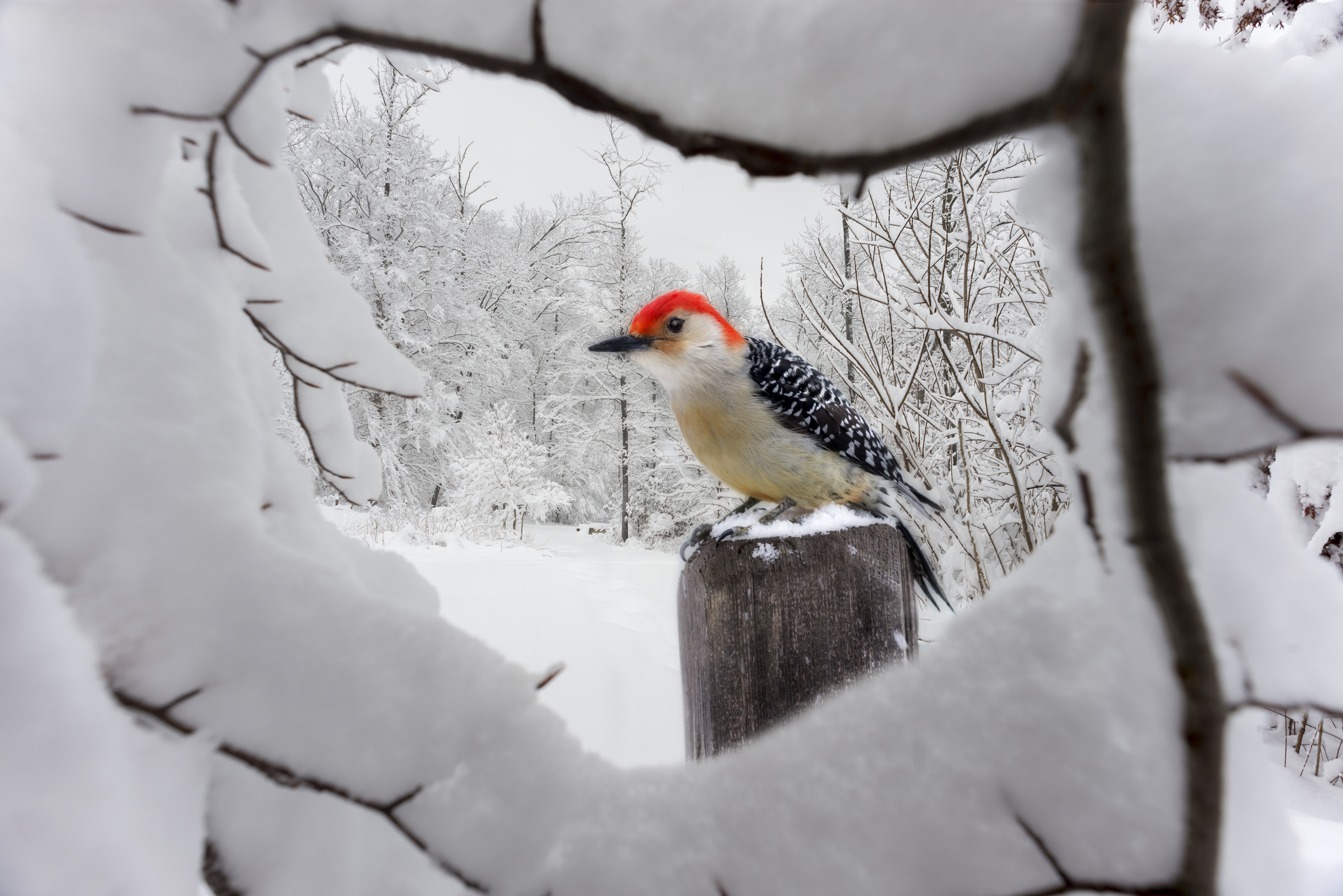 Essential Tips For Feeding Birds In Winter