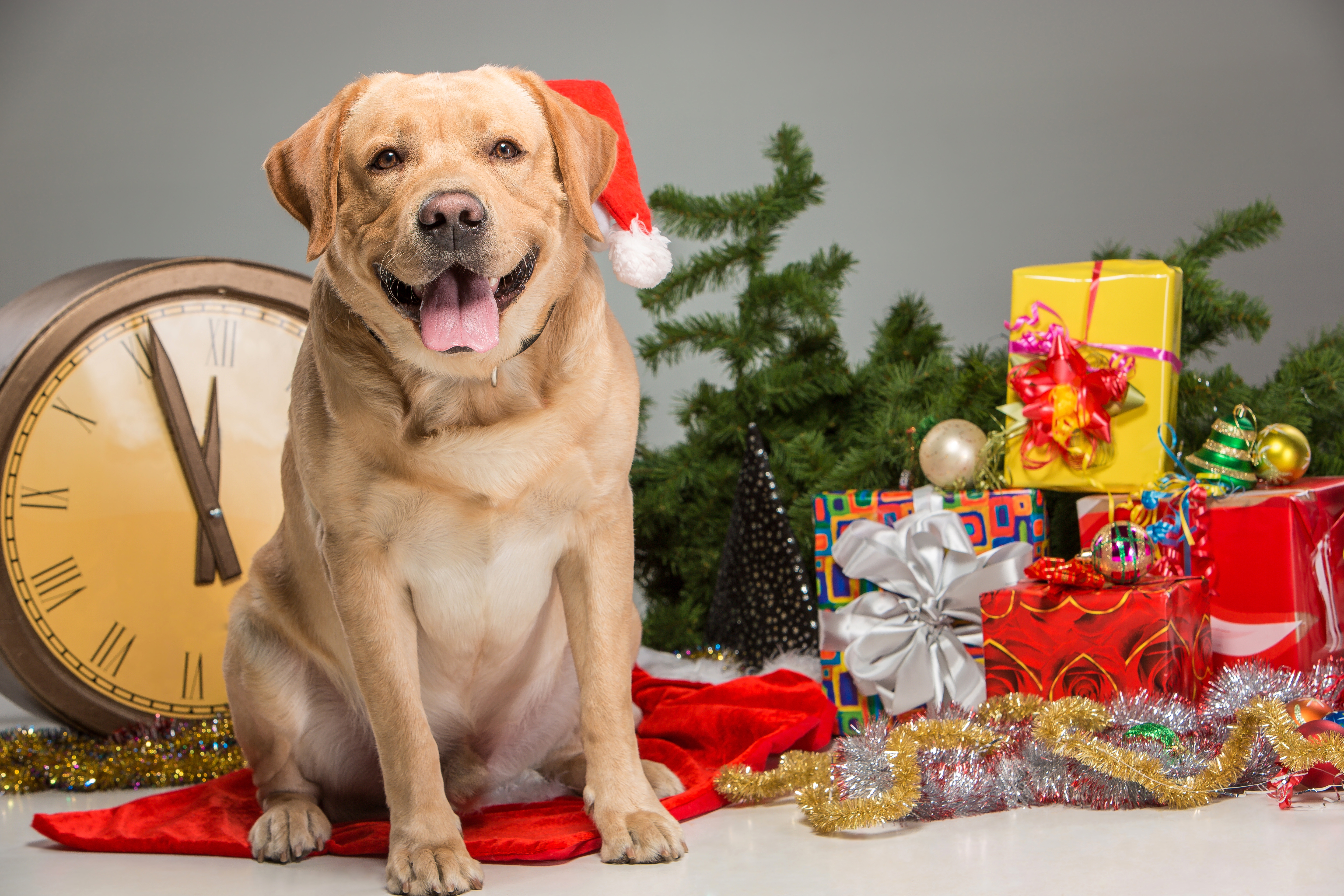 Gift Ideas For Pet Lovers
