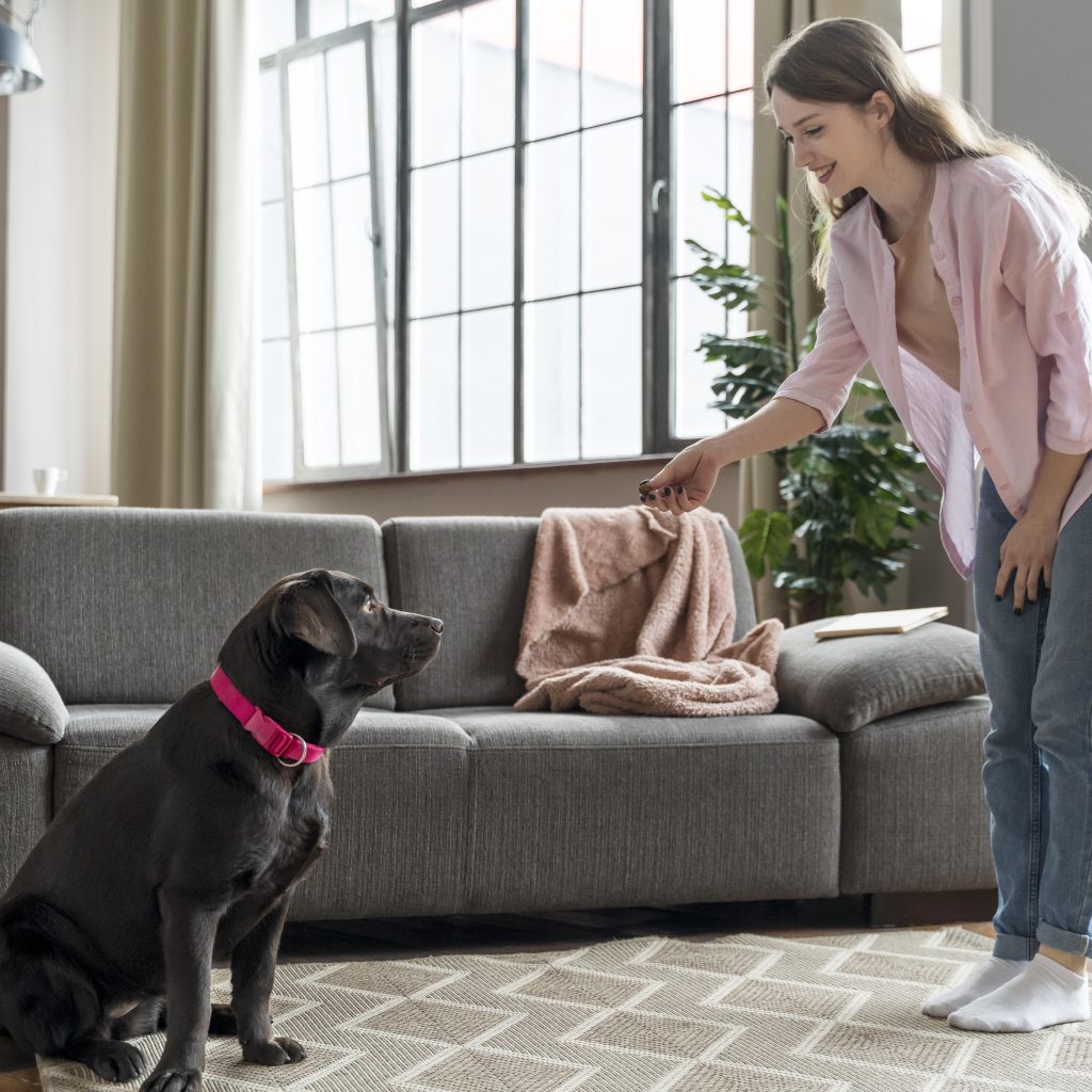 How to introduce a new pet to your home
