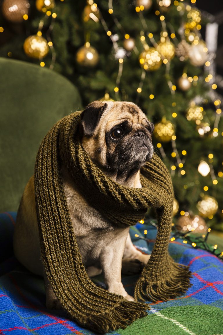 How To Keep Your Pet Safe From Fireworks On New Year's Eve