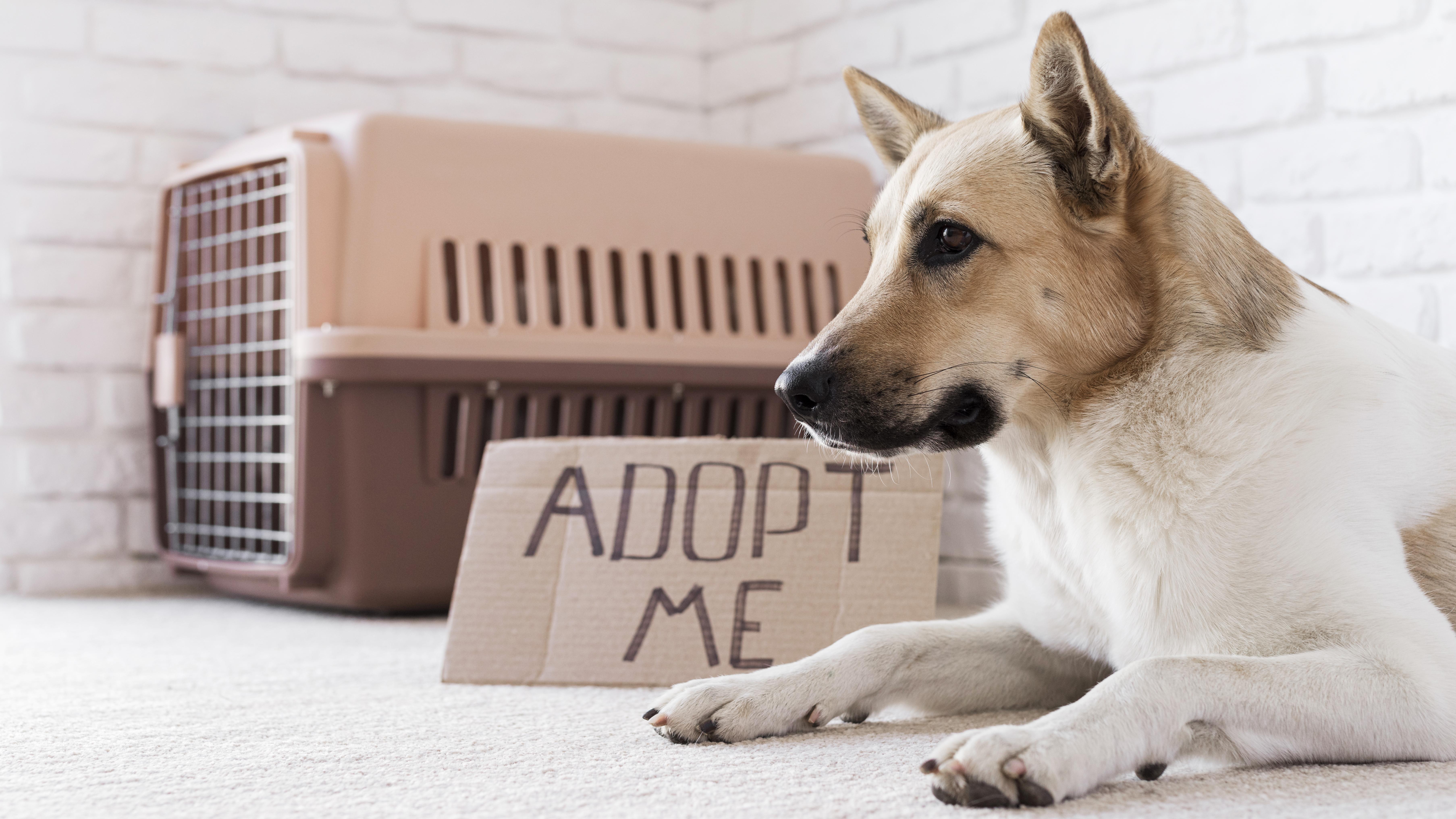 Highlighting The Overlooked: Stories Of Less-Adopted Pets Finding Homes