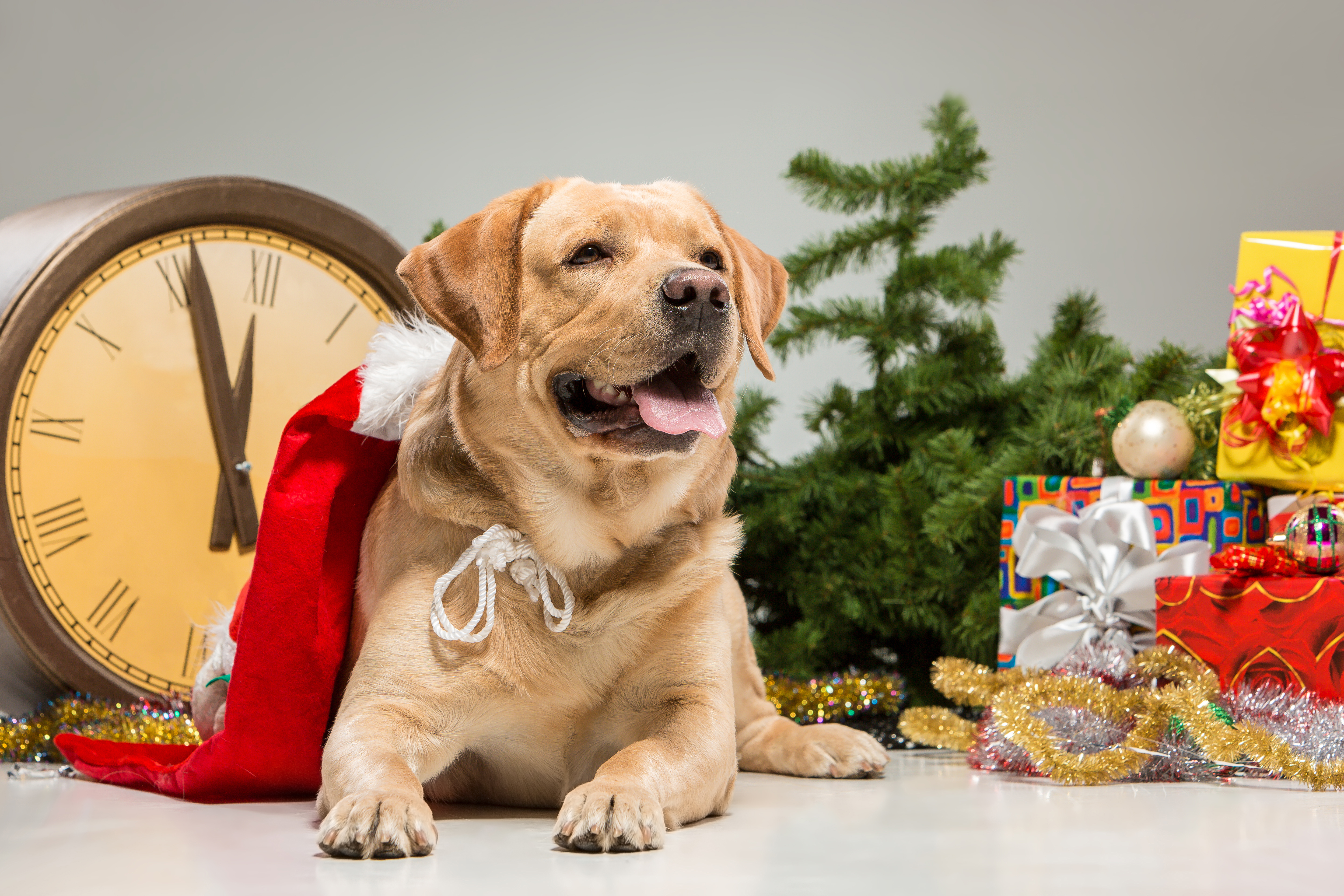 Pet-Friendly New Year's Eve Treats