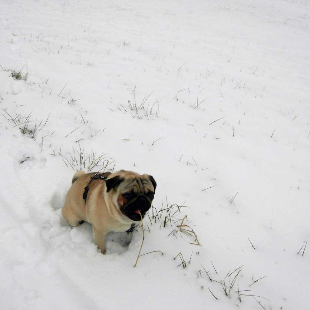 Prevent Your Pet From Getting Lost In The Snow