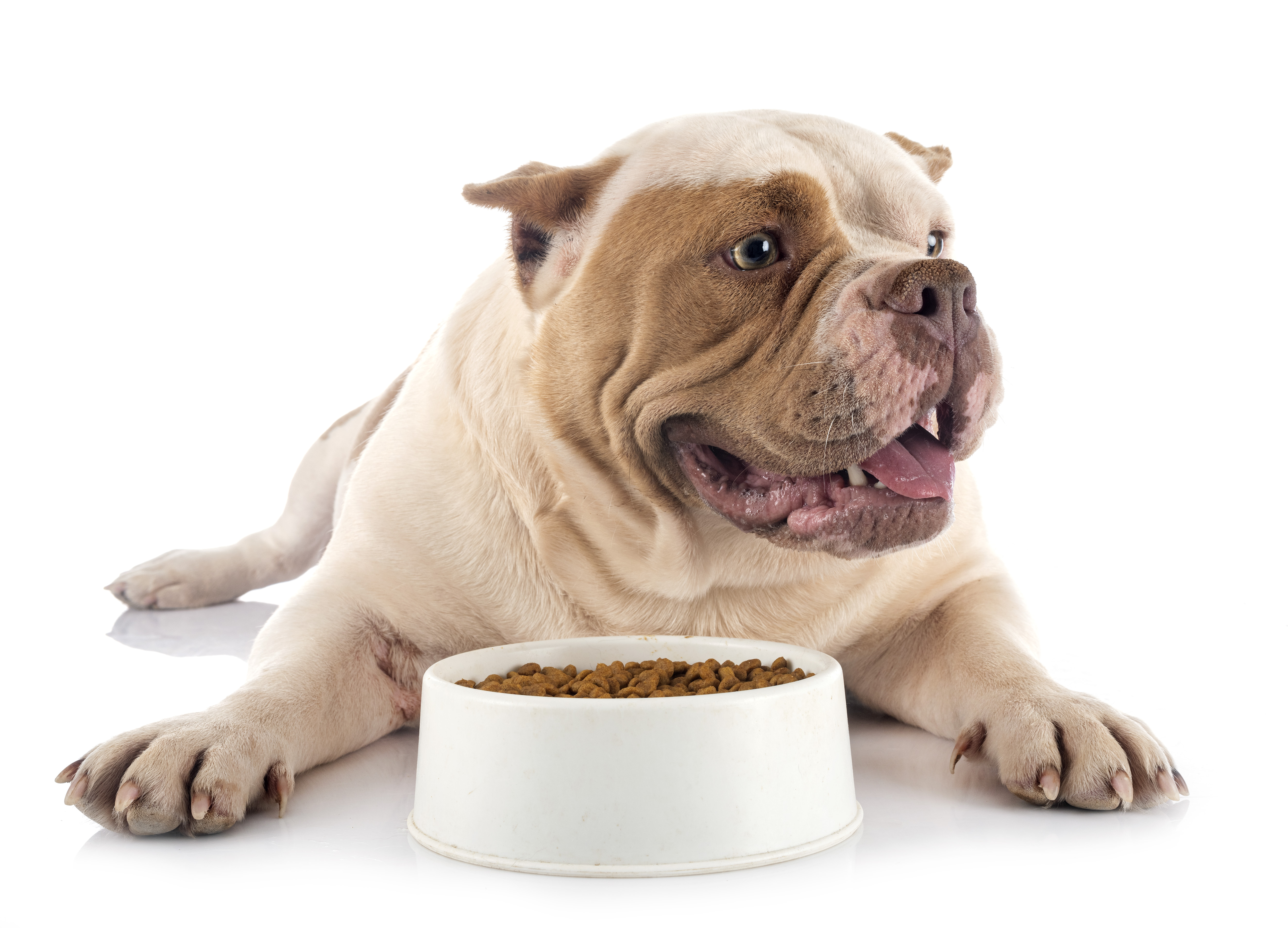 Superfoods To Supercharge Your Pet's Diet