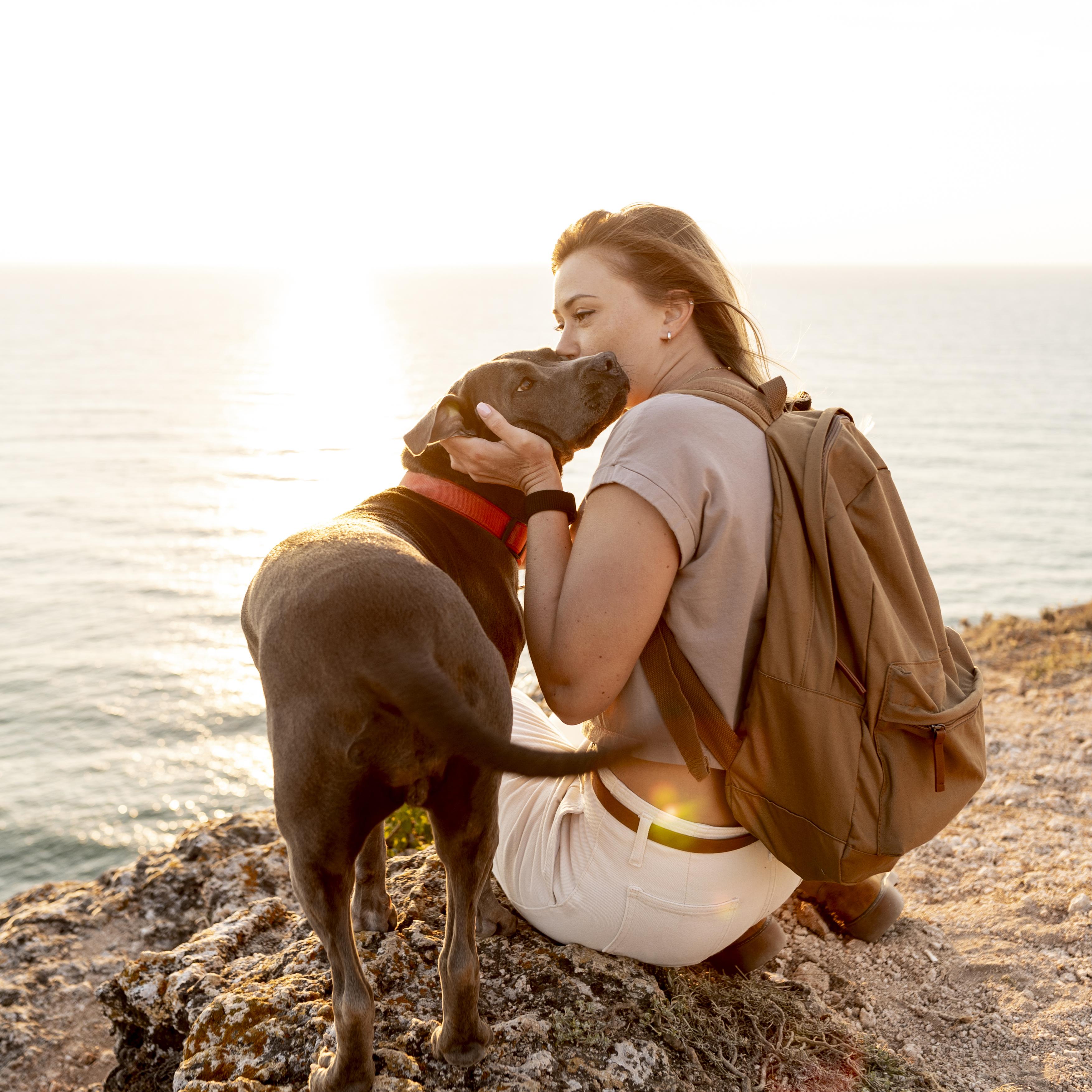 4 Key Strategies For Stress-Free Thanksgiving Travel With Pets