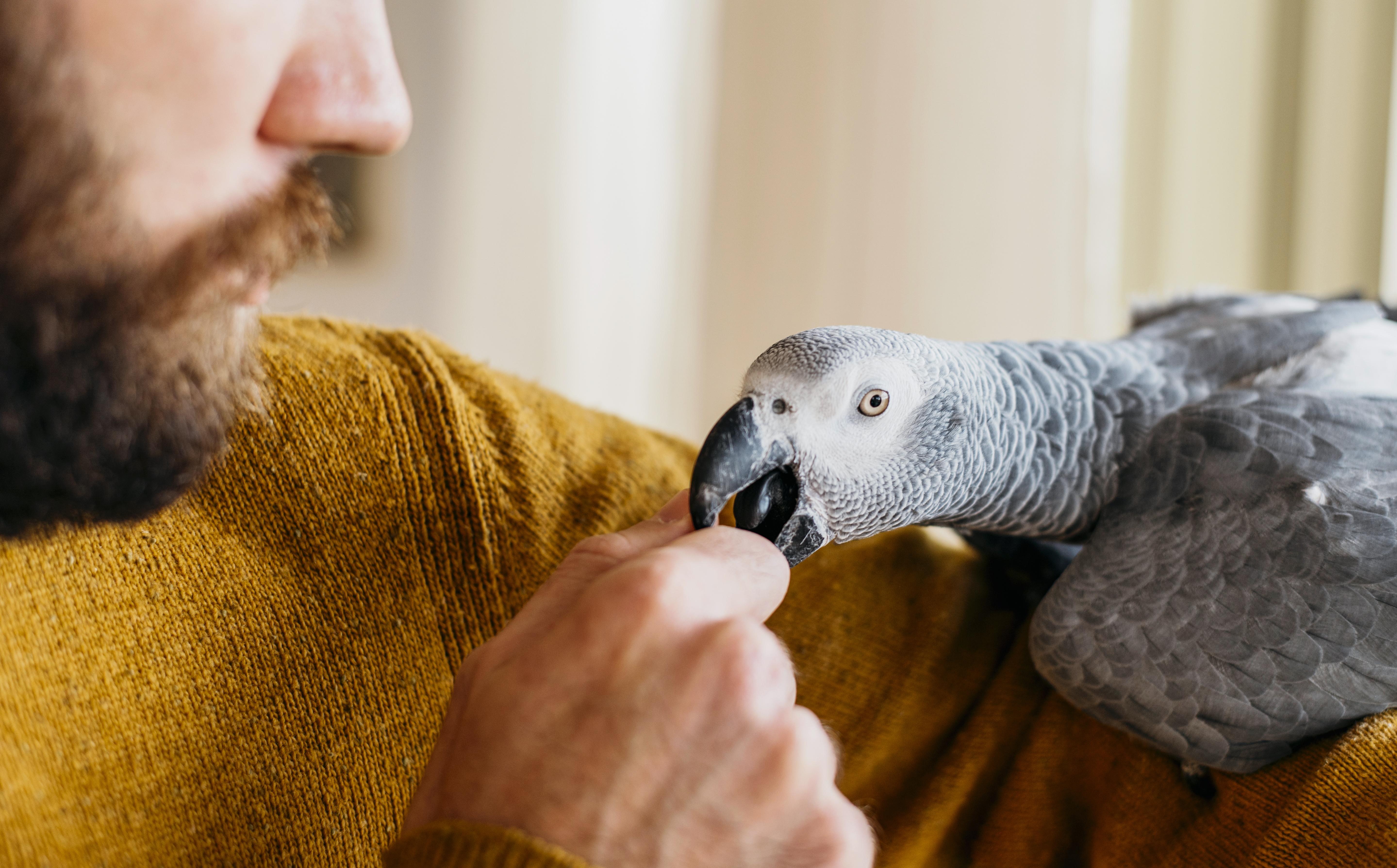 Winter Care Guide For Exotic Pets Keeping Them Safe And Warm