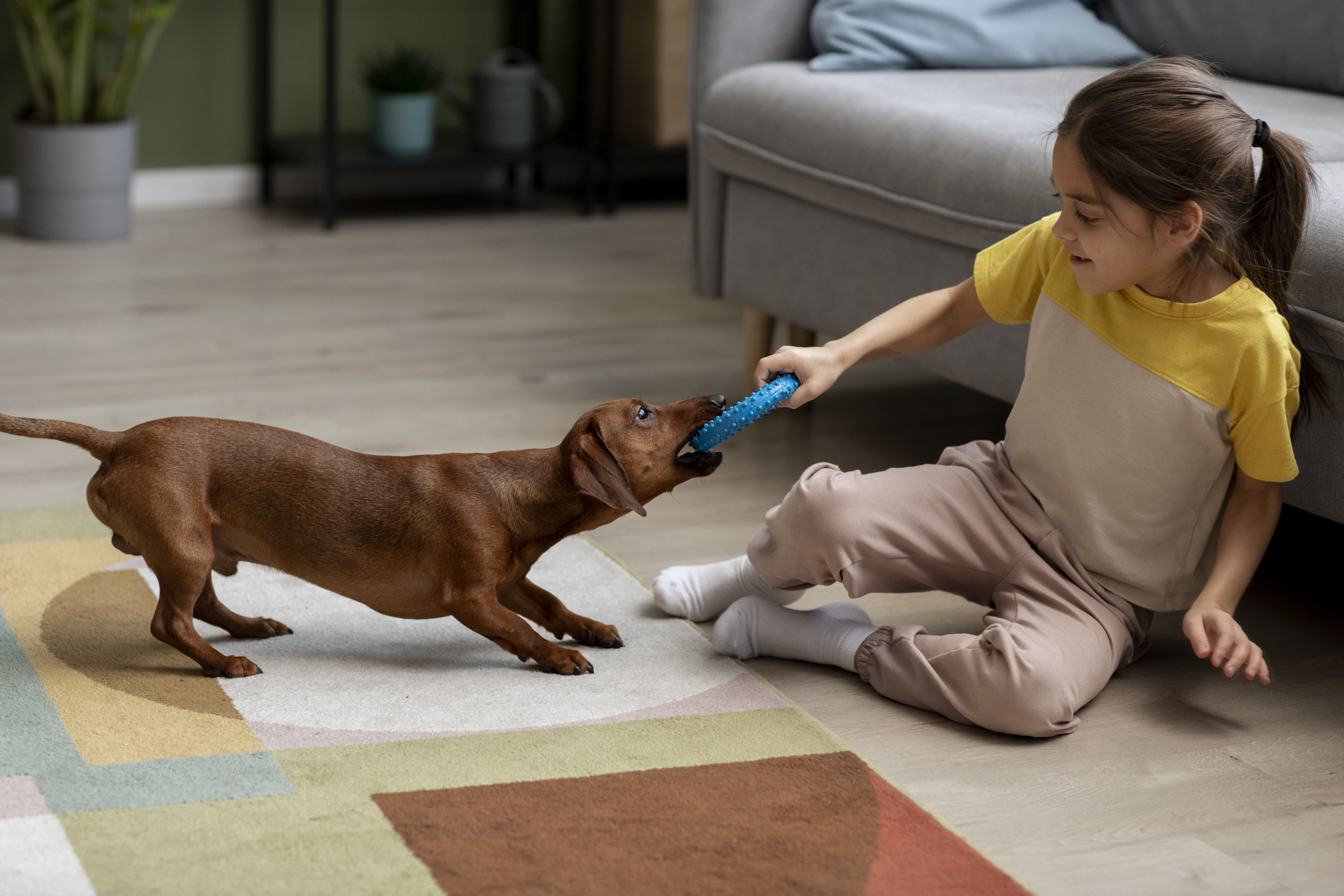 How to deal with pet aggression