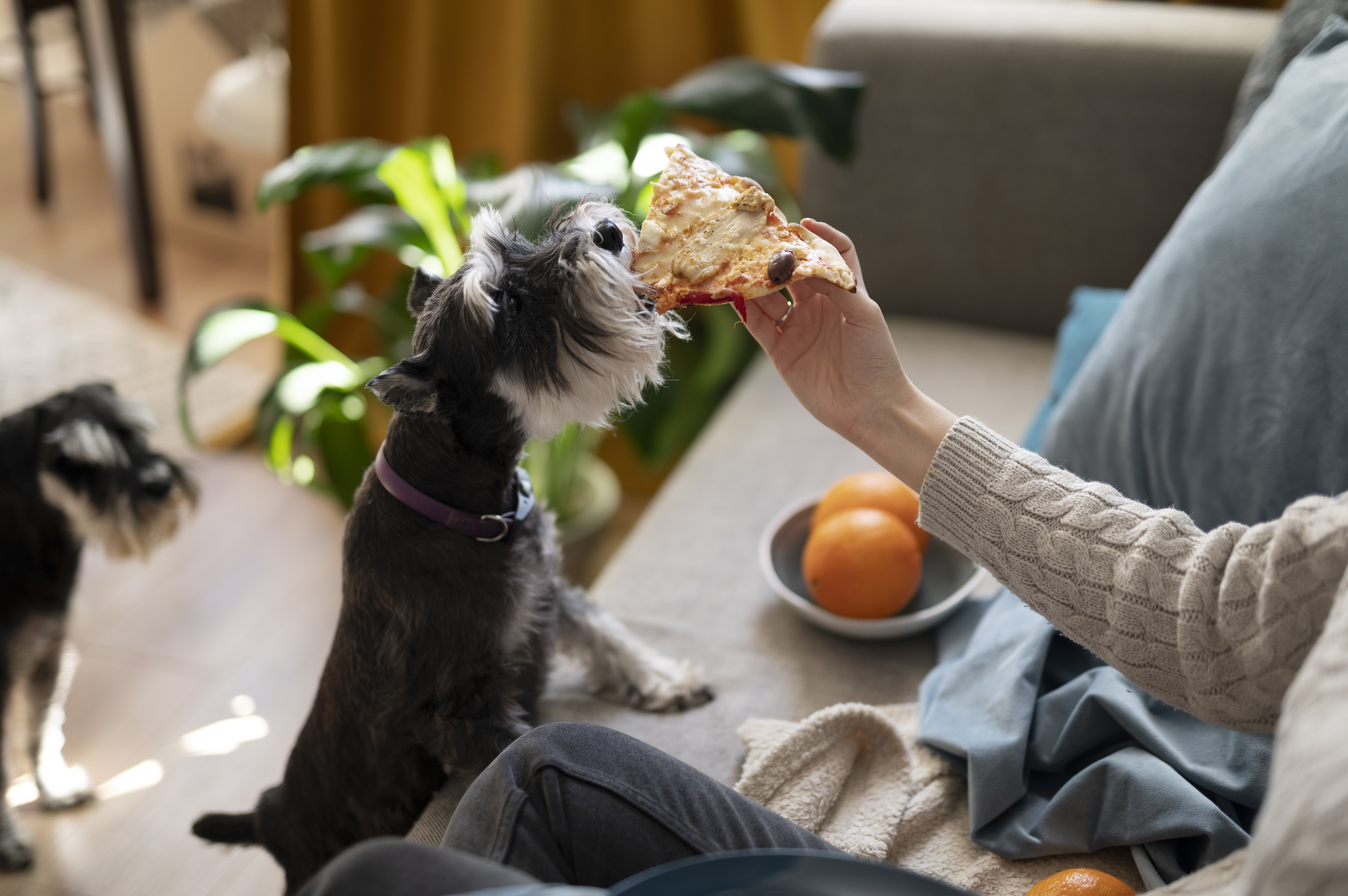 petfriendly Thanksgiving treats