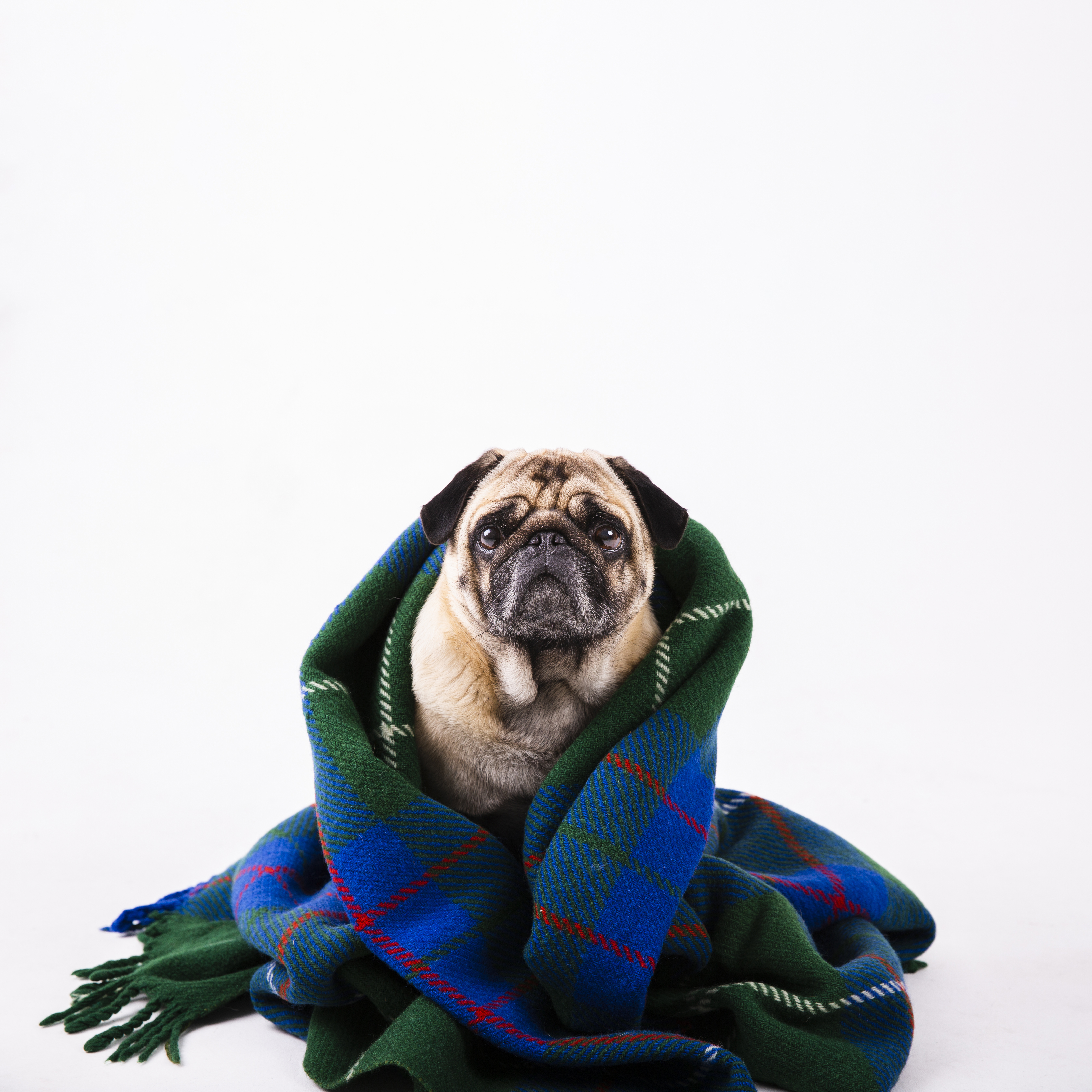 choose the right winter gear for your pet