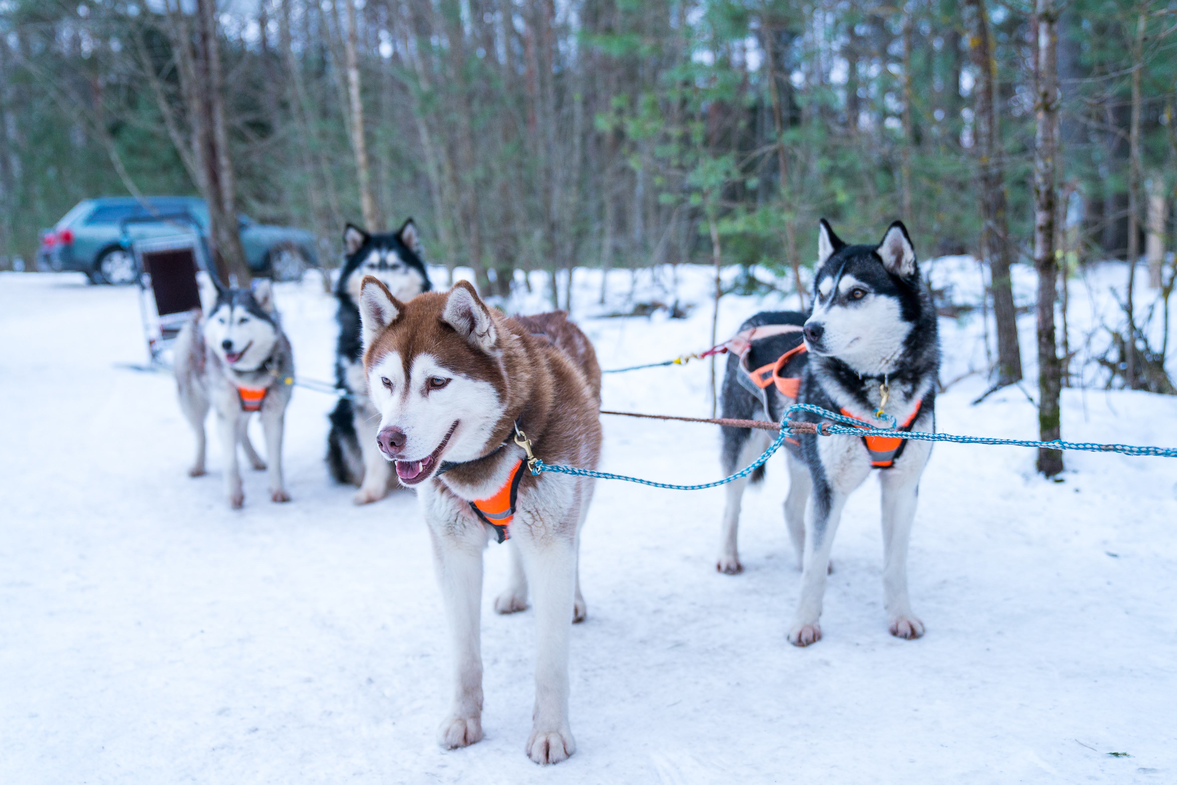 3 Best Dog Breeds For Cold Climates A Winter Guide