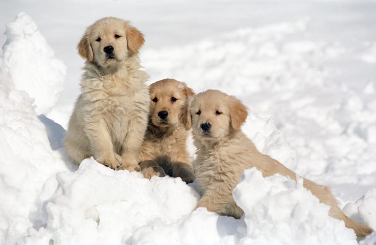 3 Best Dog Breeds For Cold Climates A Winter Guide