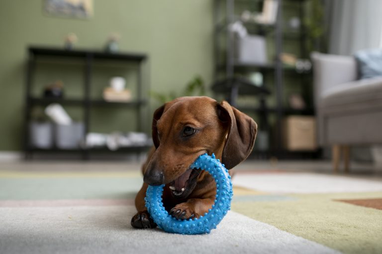 DIY Dog Toys