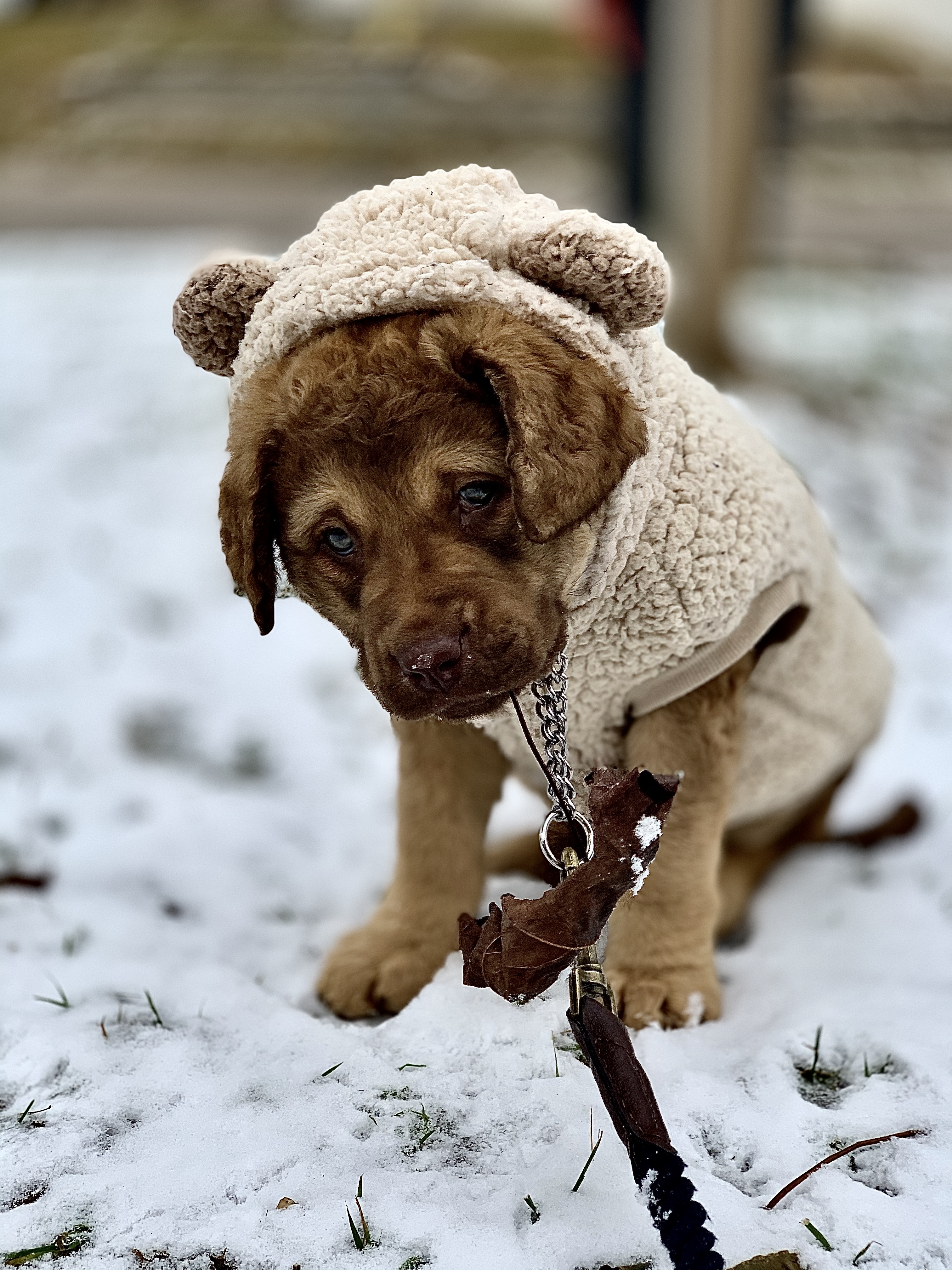 Doggy's First Snow: 3 Tips to Safely Enjoy Winter Wonderland with Your Pooch
