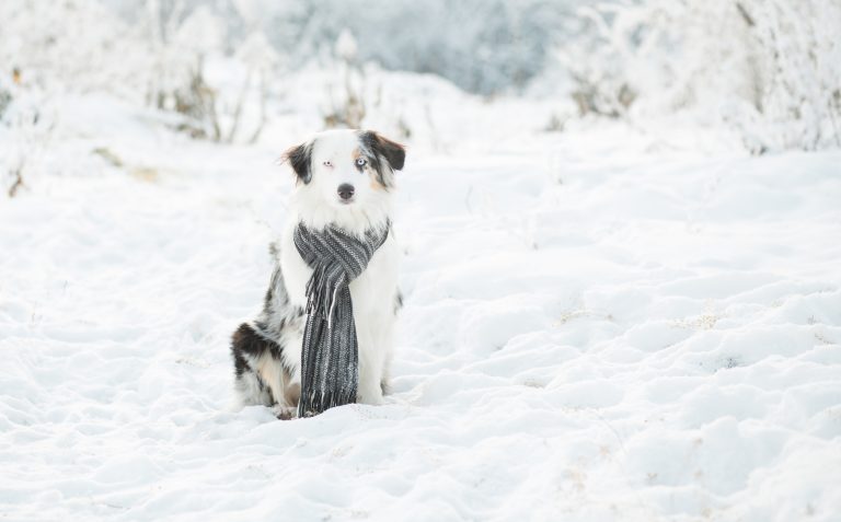 Doggy's First Snow: 3 Tips to Safely Enjoy Winter Wonderland with Your Pooch