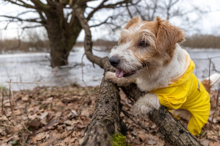 Dry Skin In Dogs During Winter