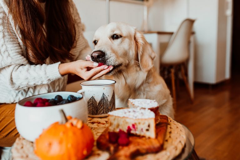 Feeding Pet Thanksgiving Leftovers-EzPz