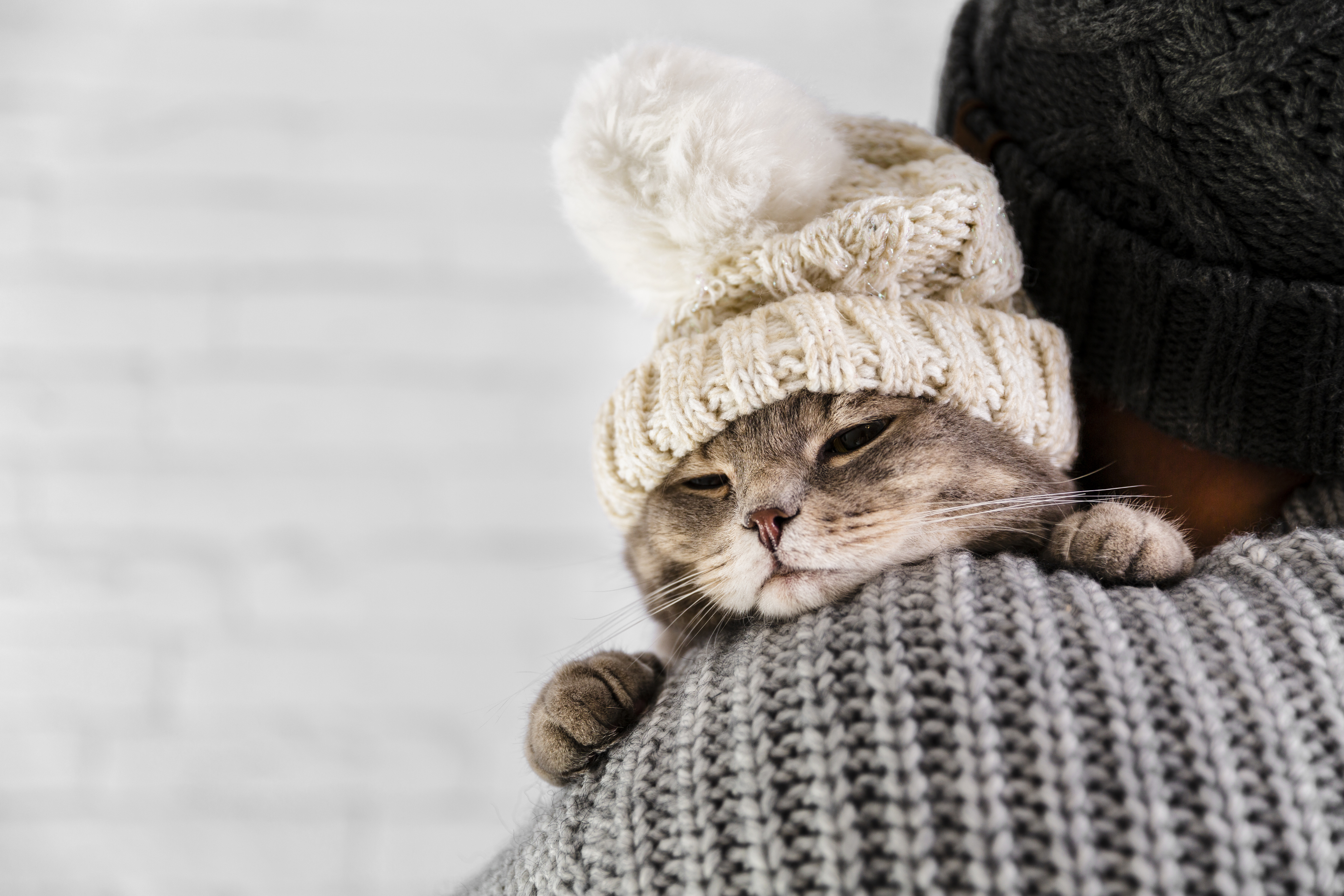 Protecting Your Cat From Cold Weather