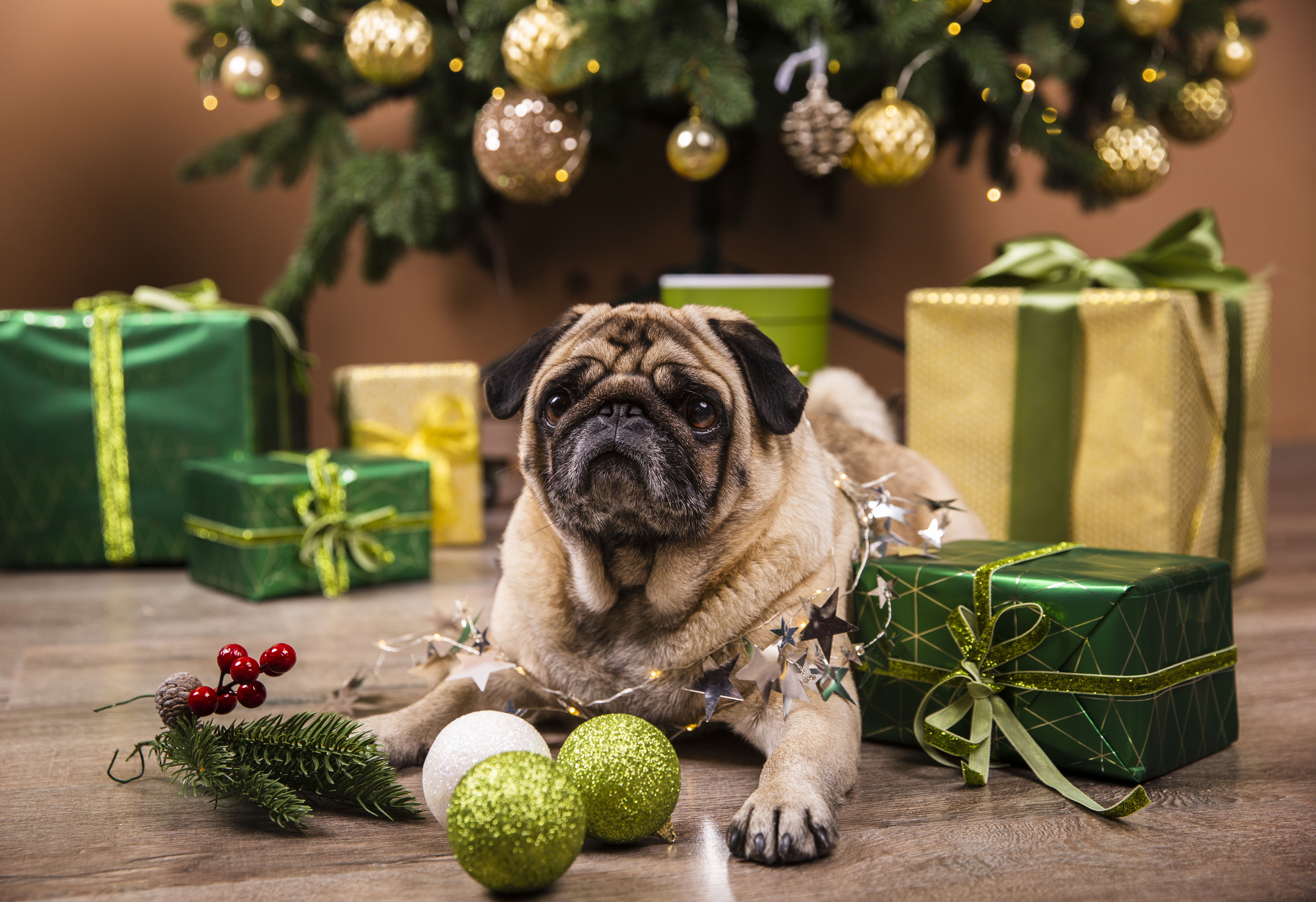 Healthy Festive Treats for Dogs