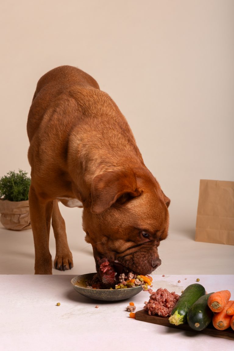 Understanding Dog Food Labels: 3 Key Ingredients To Look For This Winter