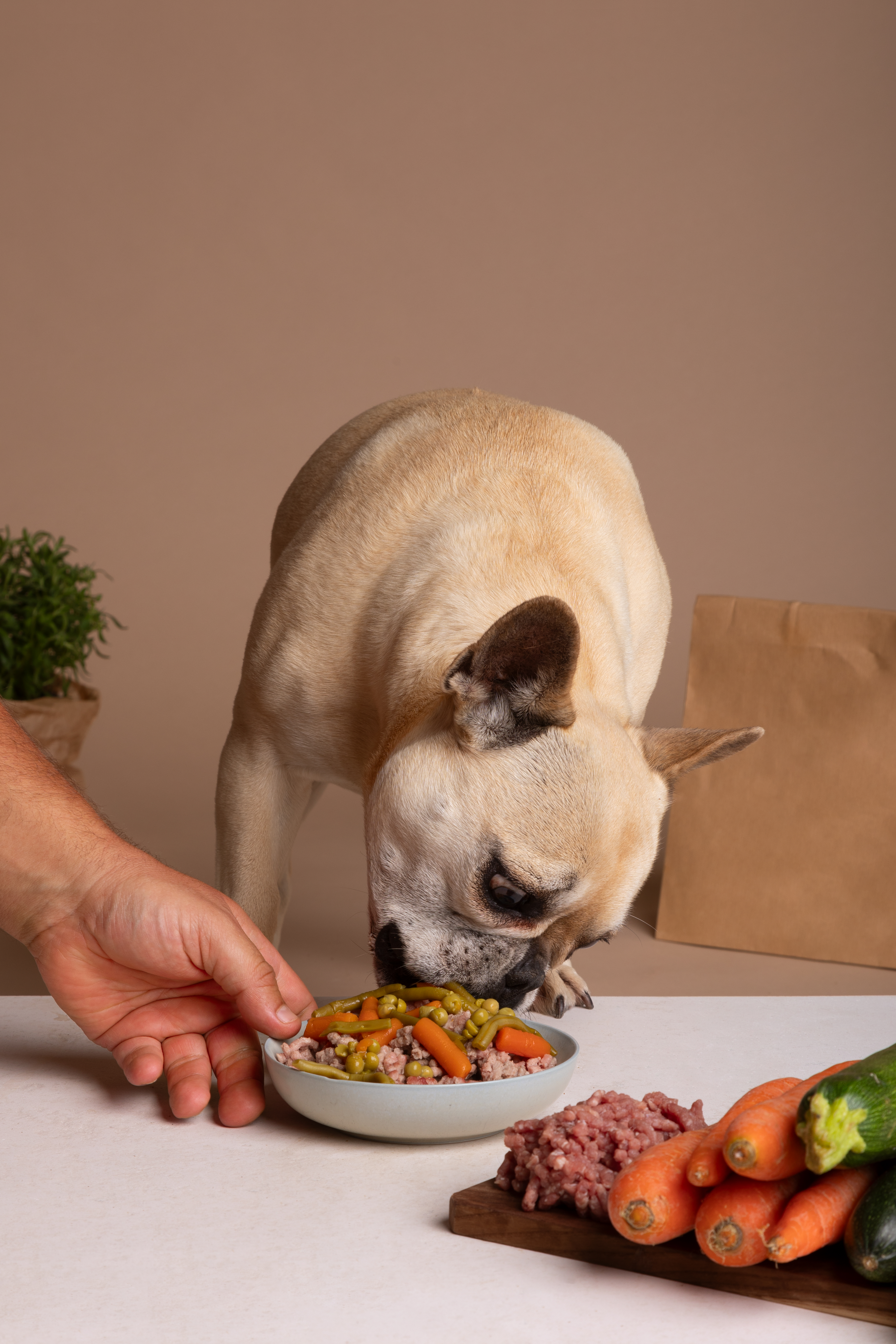 Understanding Dog Food Labels: 3 Key Ingredients To Look For This Winter