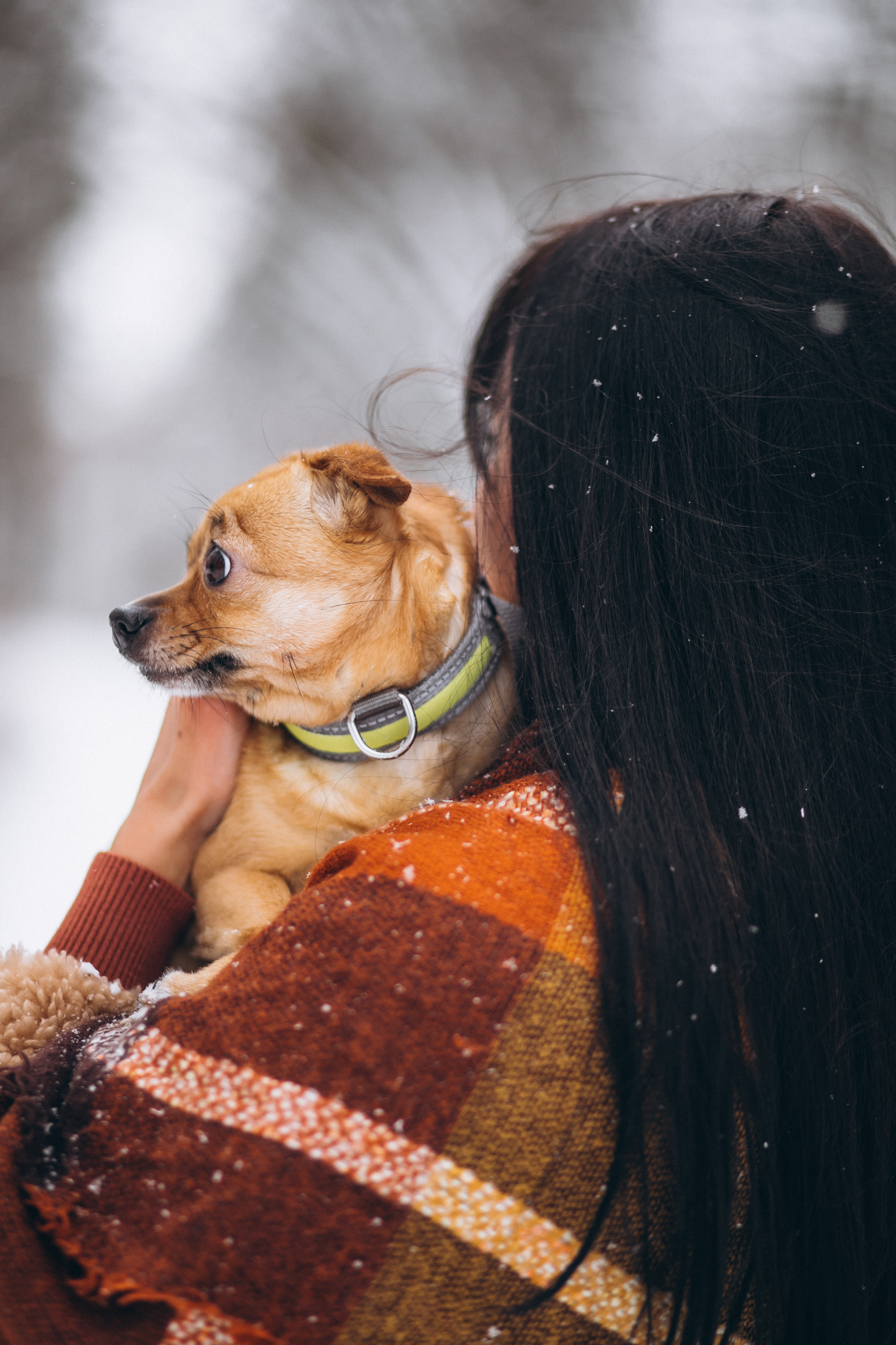 Weather or Not: Understanding How Climate Affects Your Pets