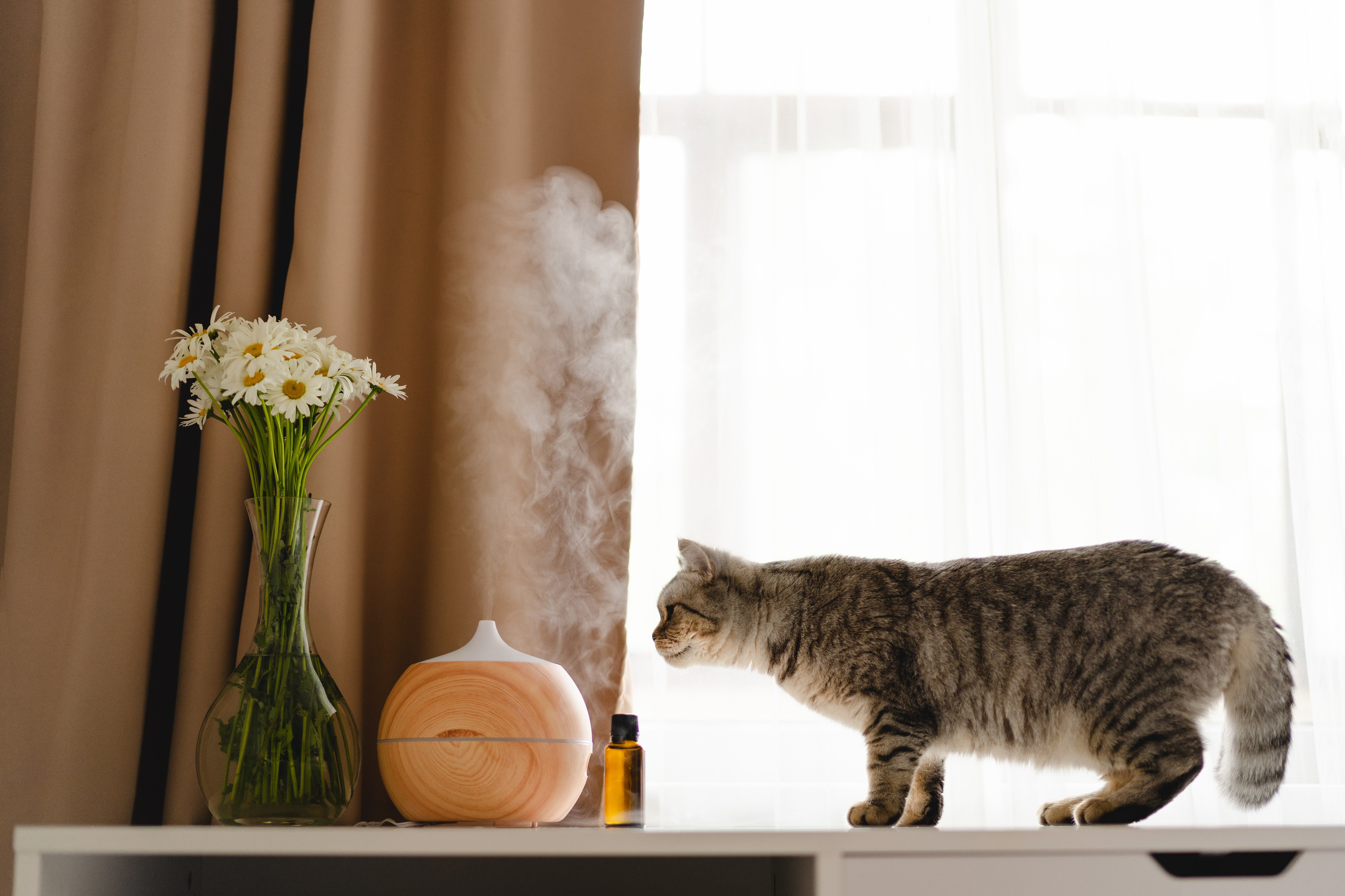 Indoor Air Quality Tips for Keeping Your Cat Healthy in Winter