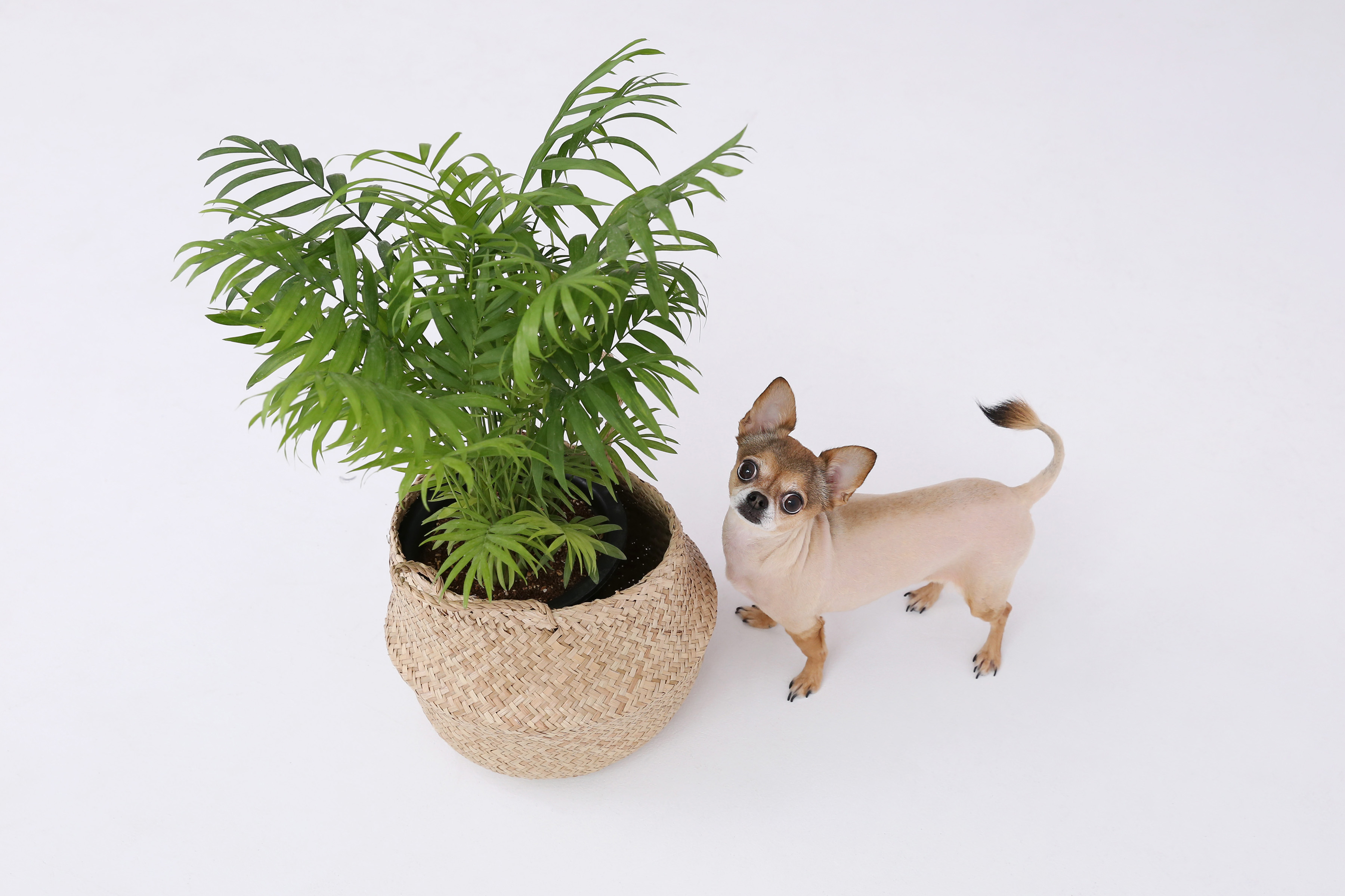 Pet-Safe Greenery