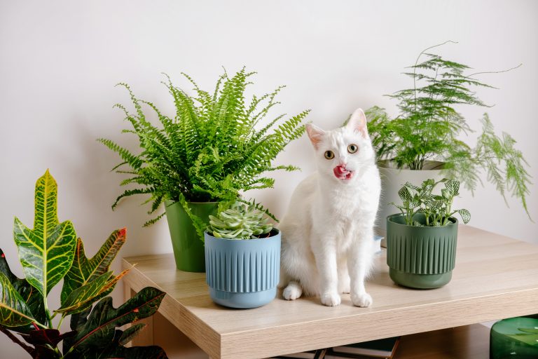 Pet-Safe Greenery