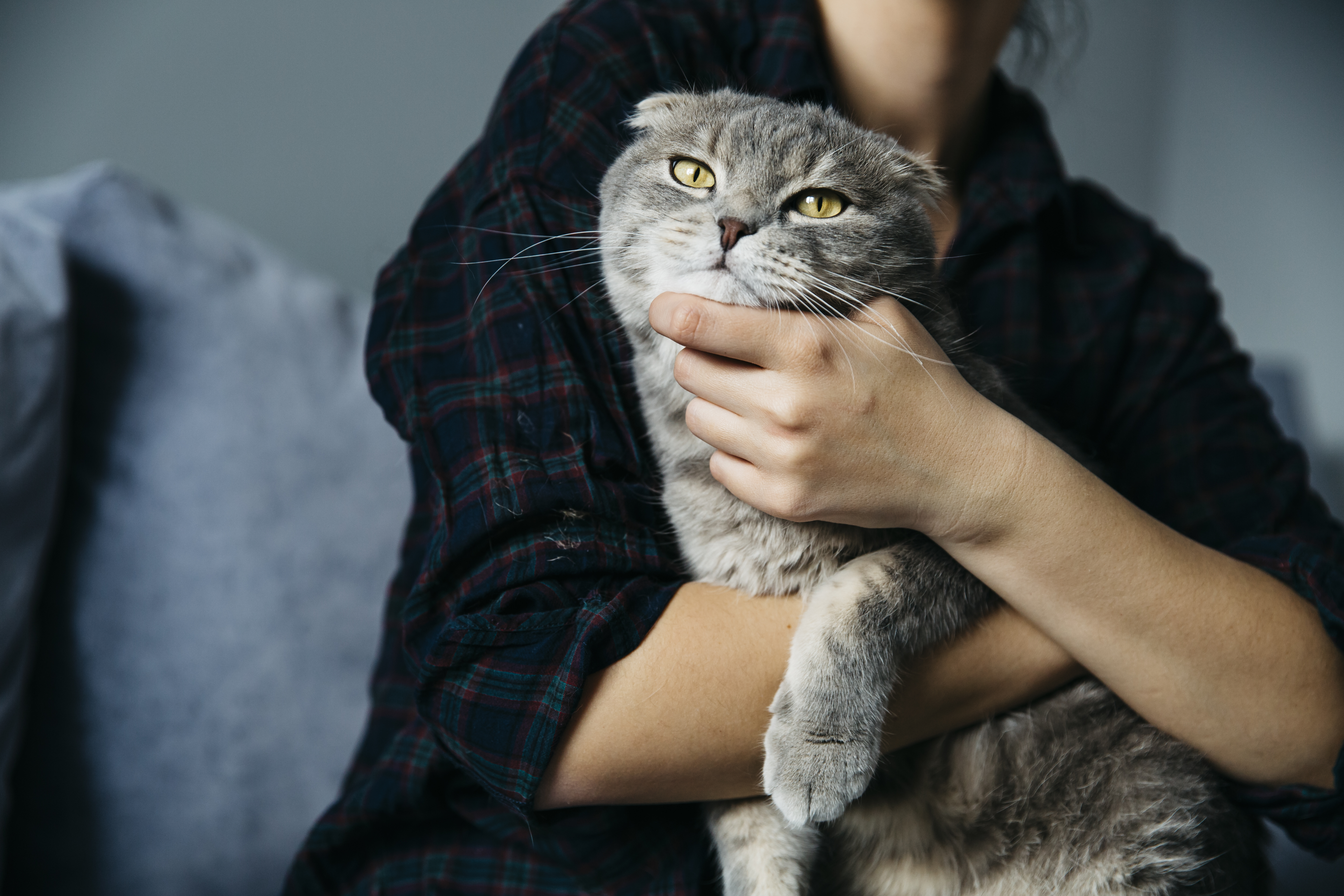 Navigating Winter Blues: Recognizing Seasonal Affective Disorder In Cats