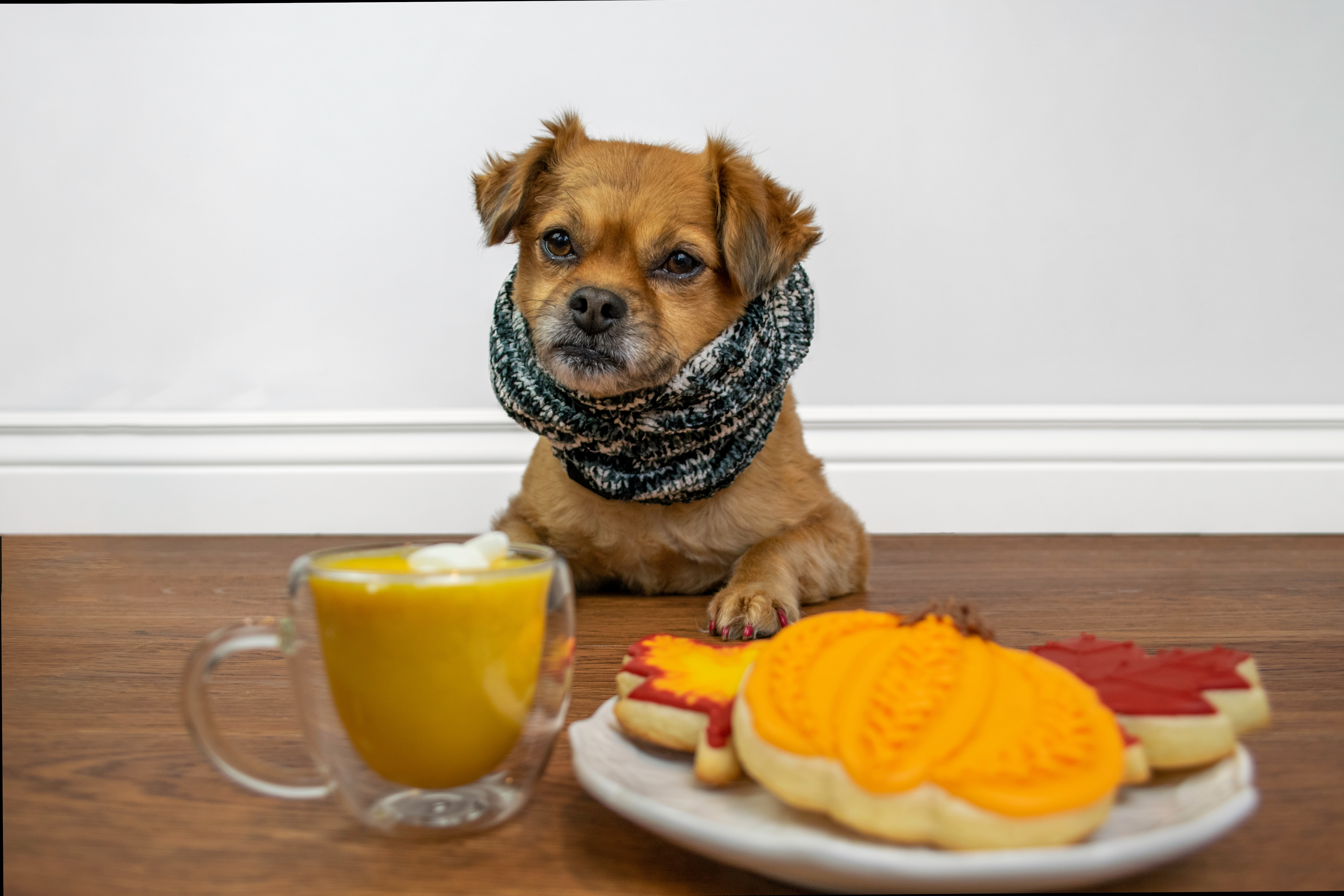 Nutrient-Rich Winter Foods for Your Dog