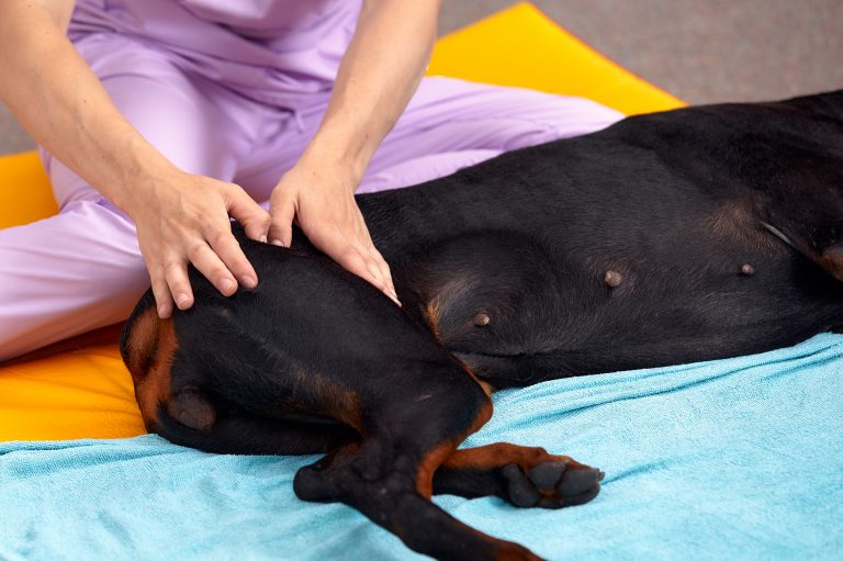 The Art of Pet Massage: Techniques for a Happier, Healthier Pet