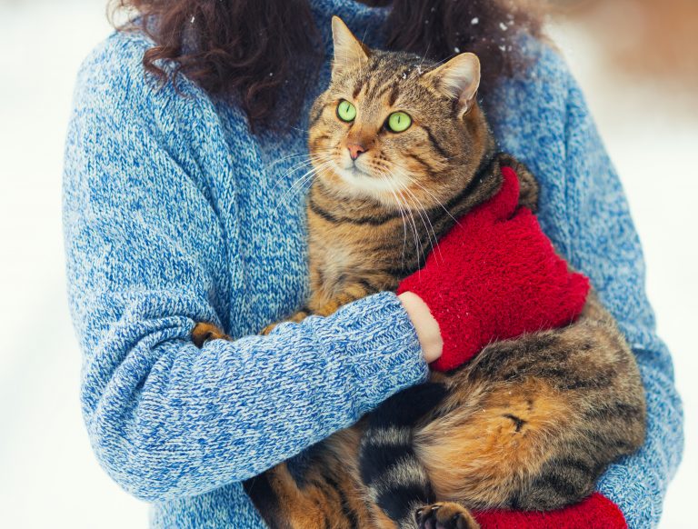 Protecting Your Cat From Cold Weather