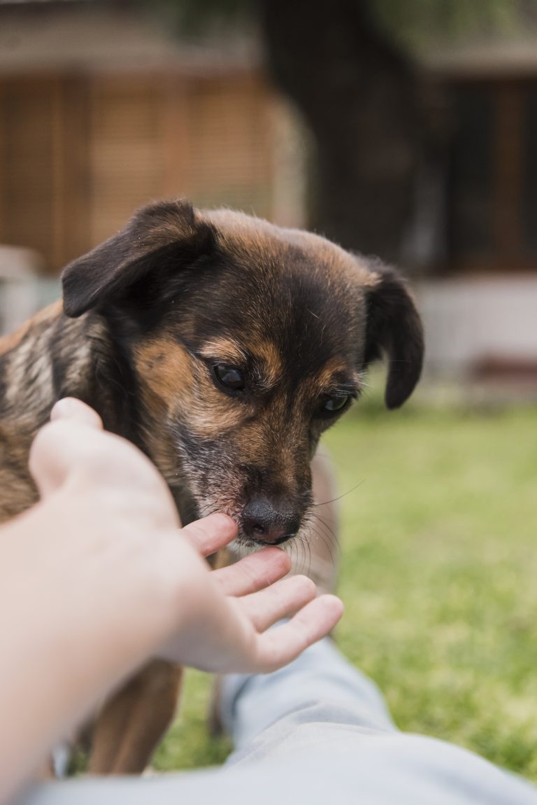 3 Reasons Why Winter is the Perfect Time to Adopt a Rescue Dog