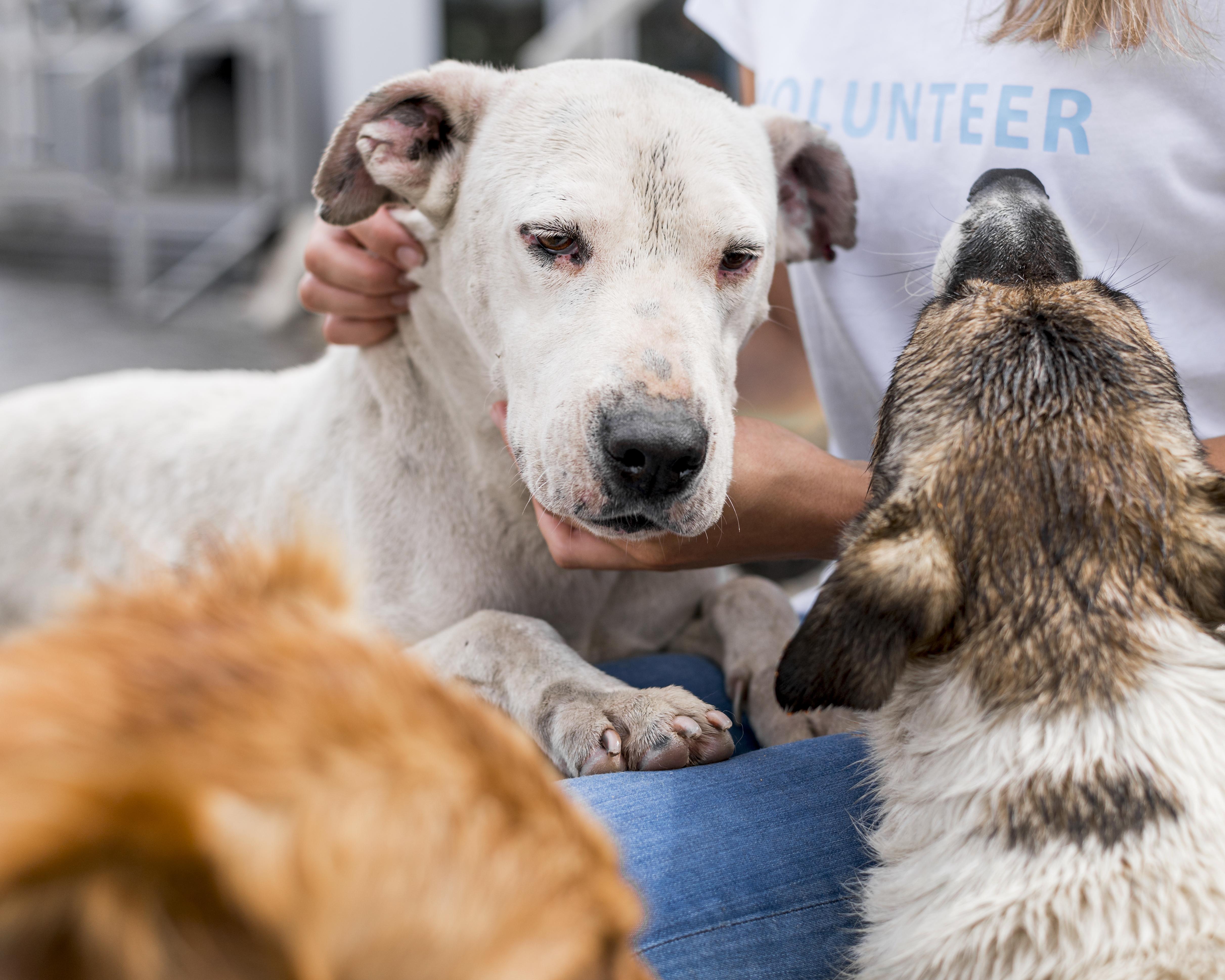 Supporting Shelters In Winter 3 Ways You Can Make A Difference For Rescue Dogs